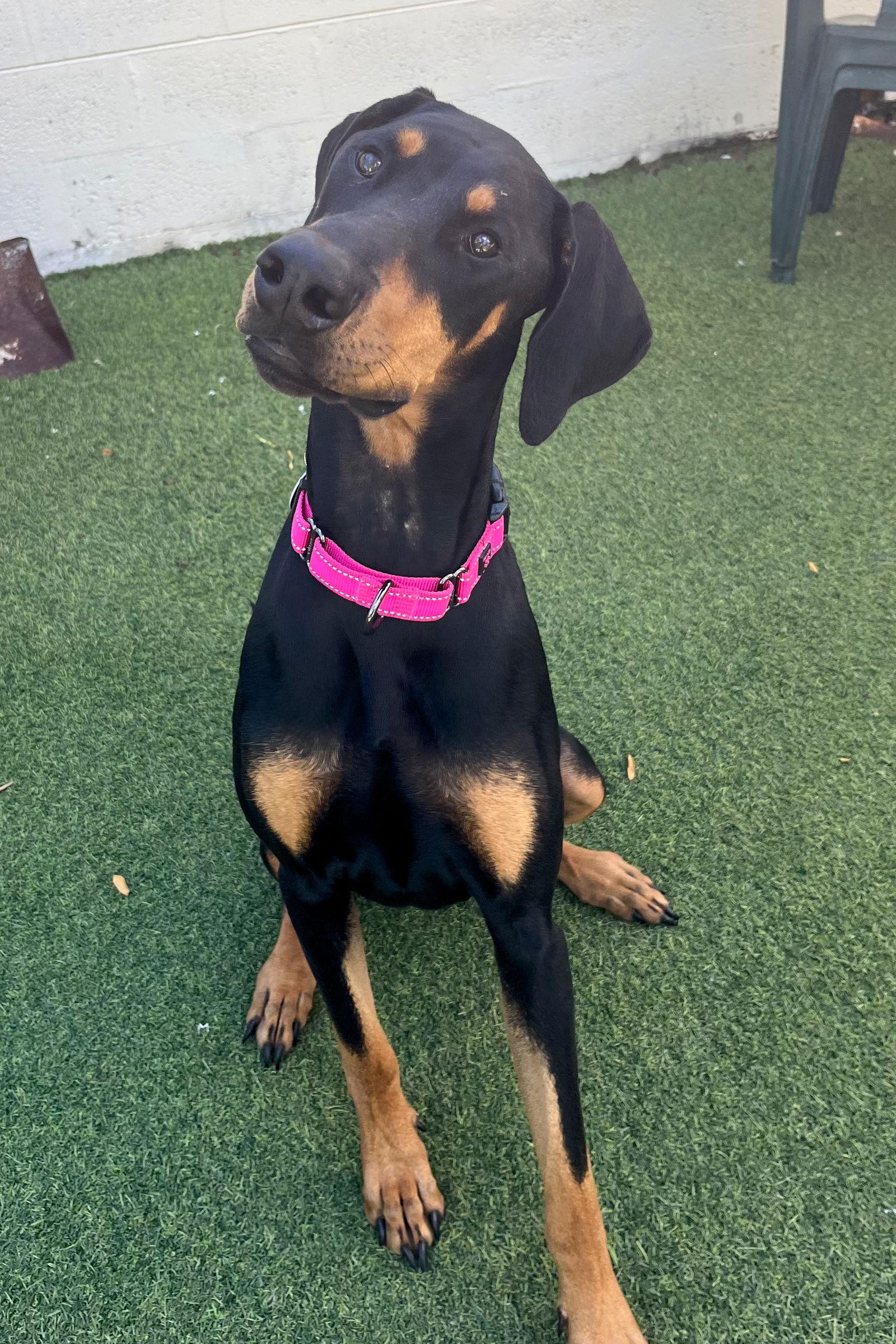 Piper 3493, a Adoptable Doberman Pinscher in Oakland Park, FL image 3/3