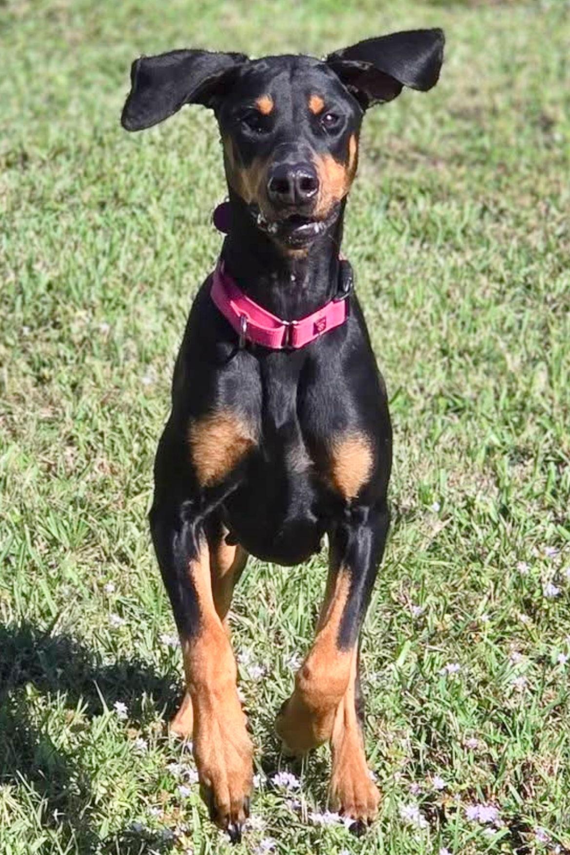 Enlarge Piper 3493, a Adoptable Doberman Pinscher in Oakland Park, FL image 3/3
