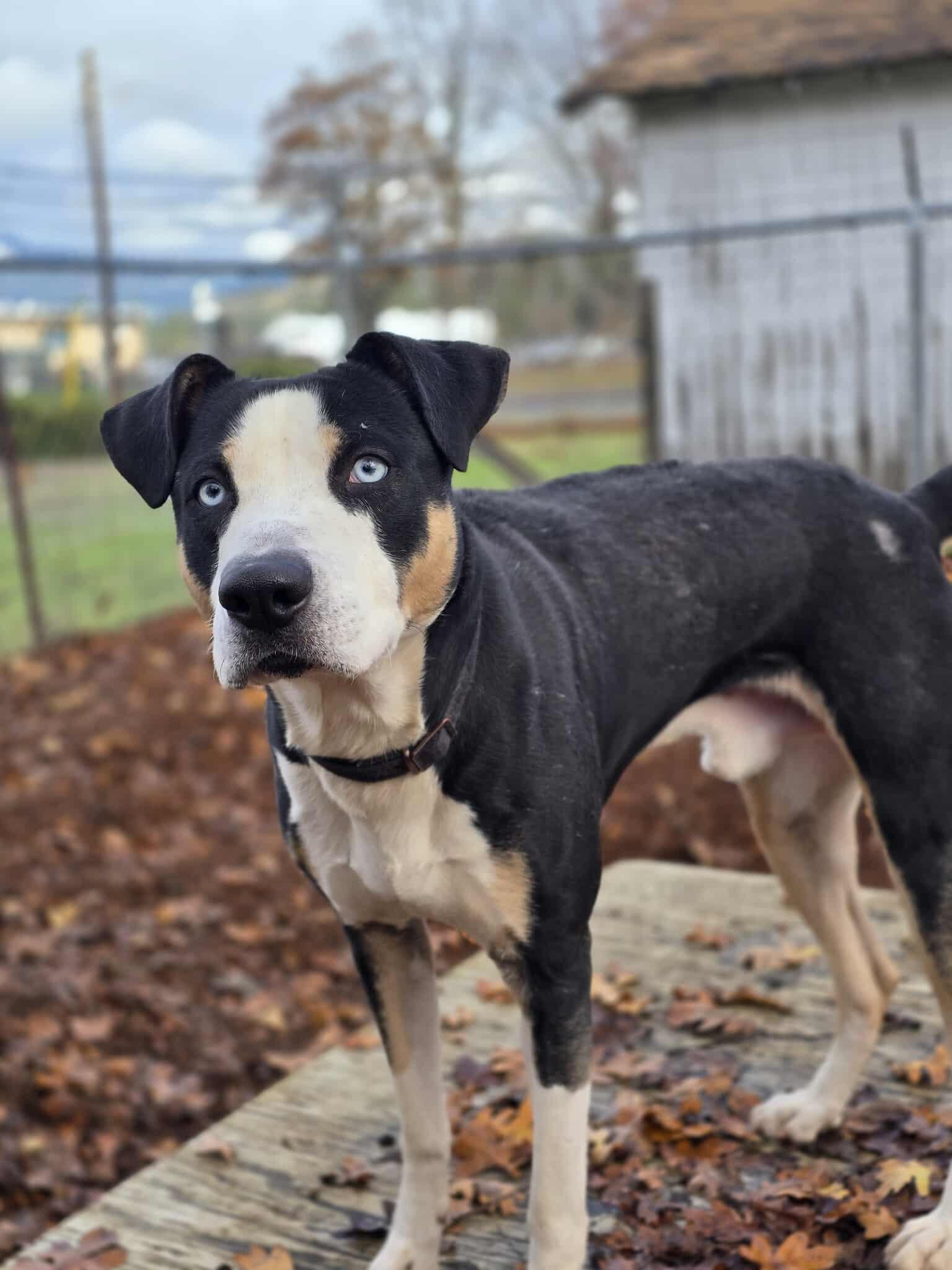 Enlarge Blue, a Adoptable mixed breed in Grants Pass, OR image 1/5