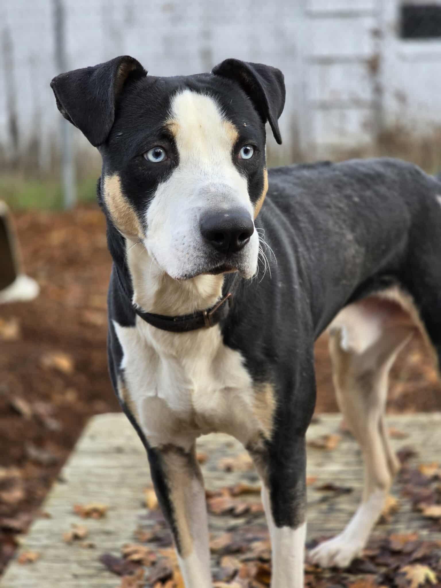 Enlarge Blue, a Adoptable mixed breed in Grants Pass, OR image 2/5