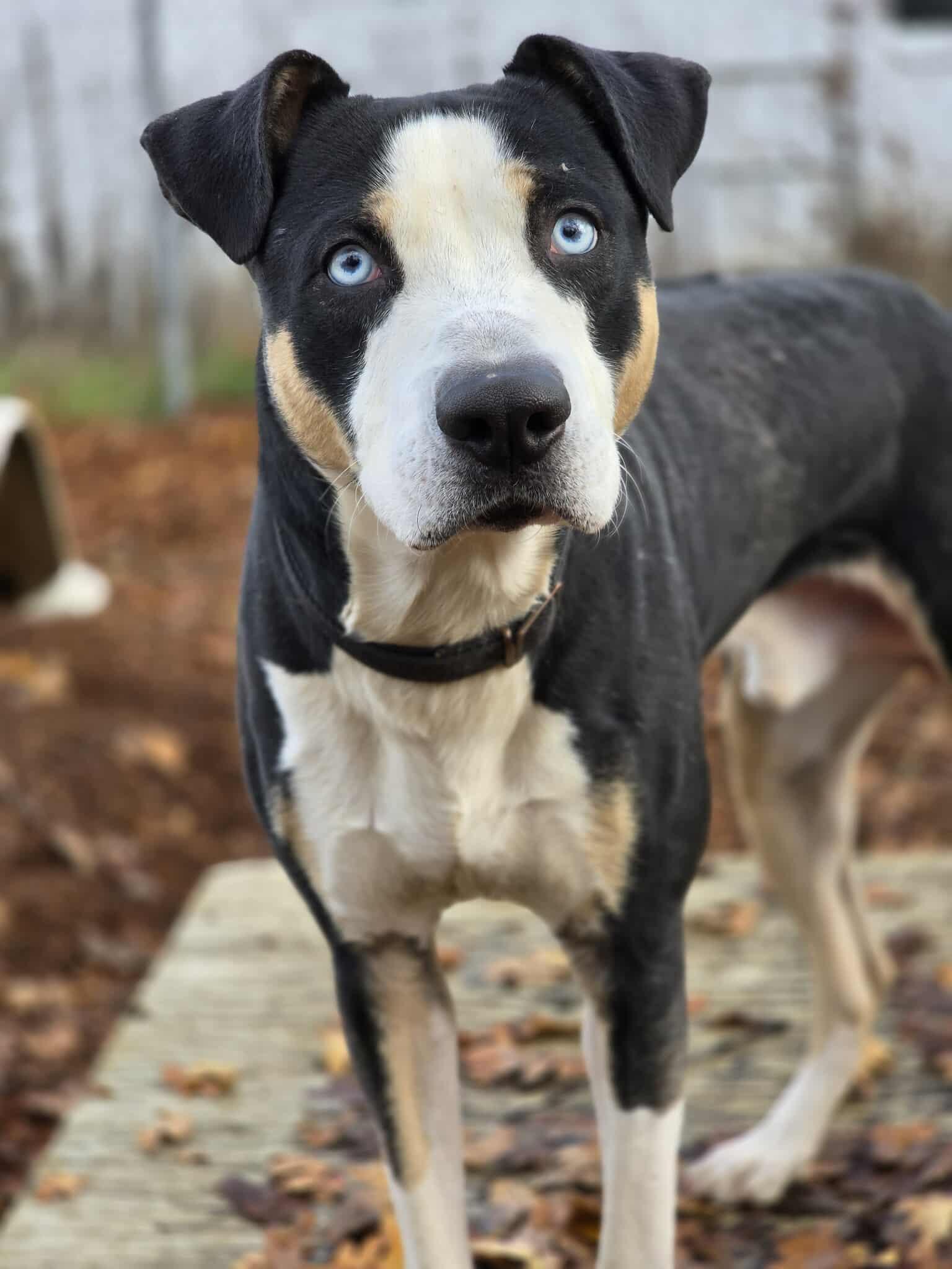 Enlarge Blue, a Adoptable mixed breed in Grants Pass, OR image 3/5