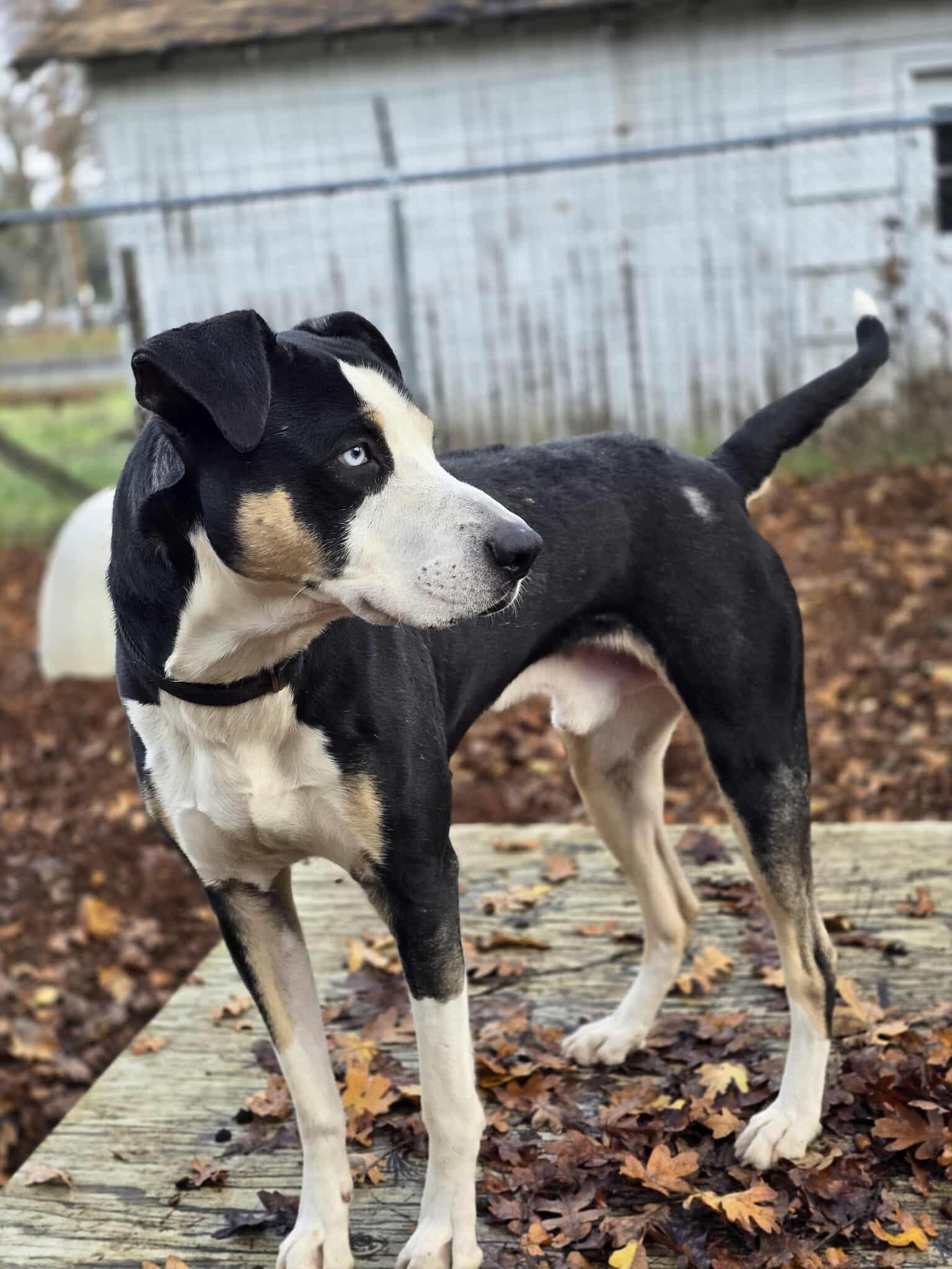 Enlarge Blue, a Adoptable mixed breed in Grants Pass, OR image 4/5