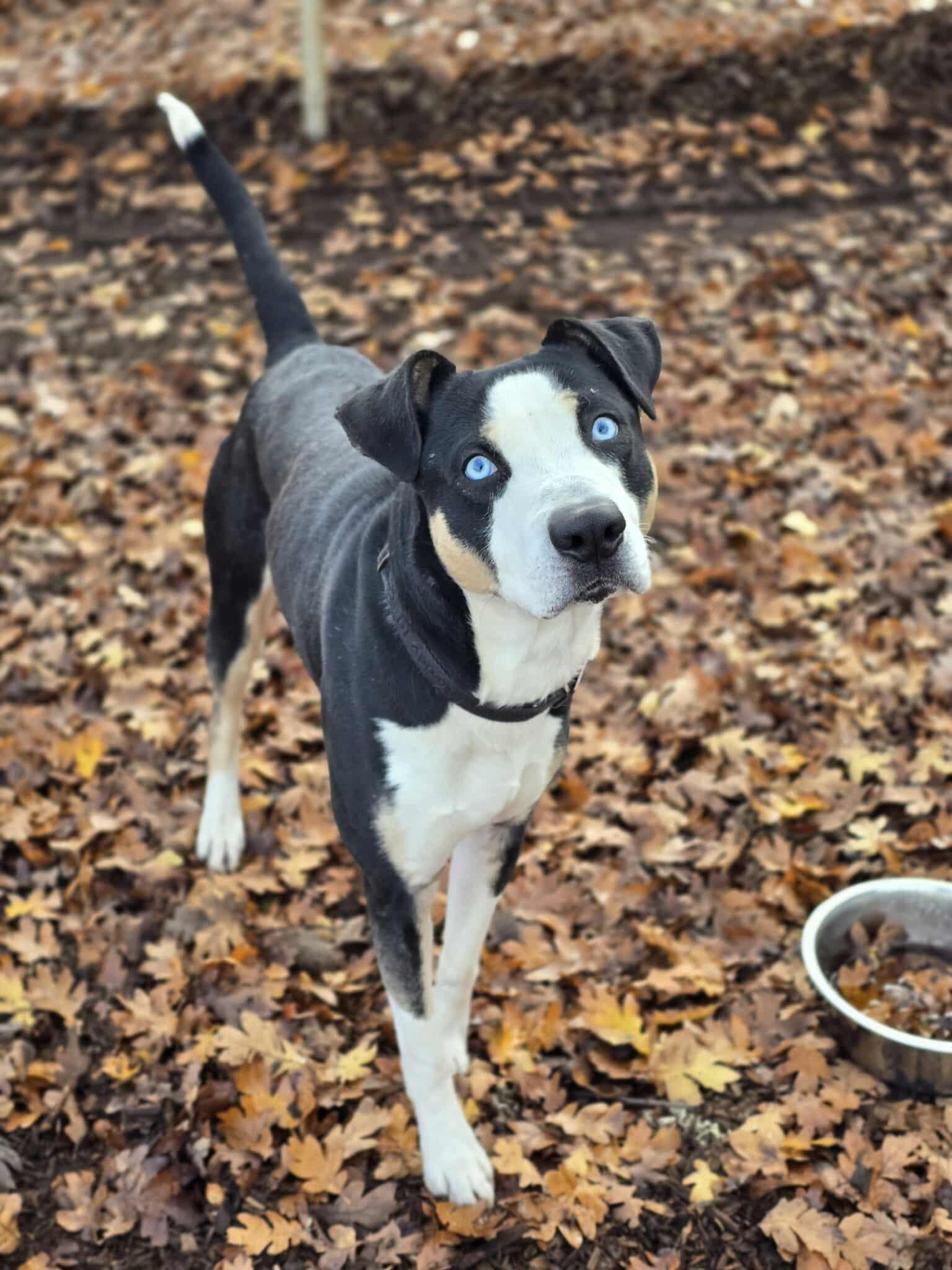 Enlarge Blue, a Adoptable mixed breed in Grants Pass, OR image 5/5