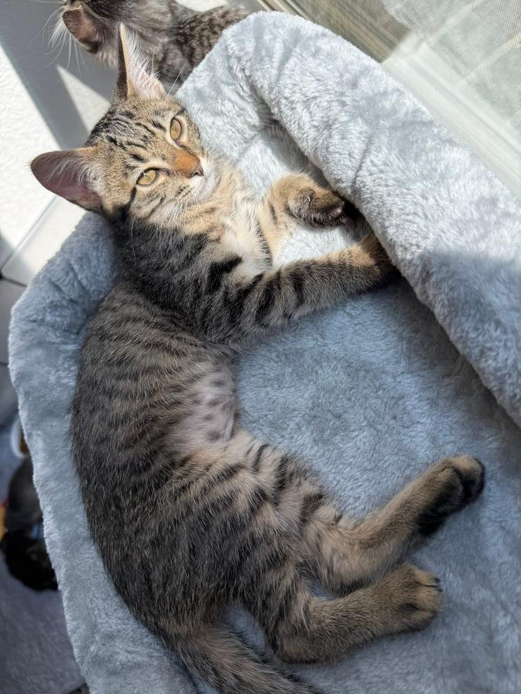 Pixie Stix (CL-A), Adoptable, Kitten Female Domestic Short Hair.