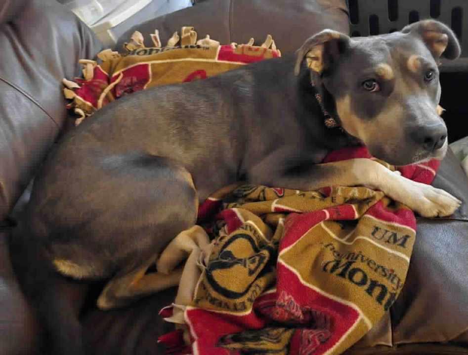 Lady - Do Not Contact the Shelter - Contact Info. in Bio, adopted, Young Female Pit Bull Terrier & American Staffordshire Terrier.