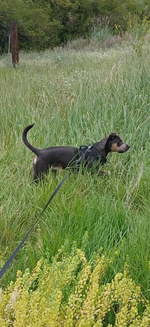 Enlarge Lady - Do Not Contact the Shelter - Contact Info. in Bio, an adopted mixed breed in Butte, MT image 2/2