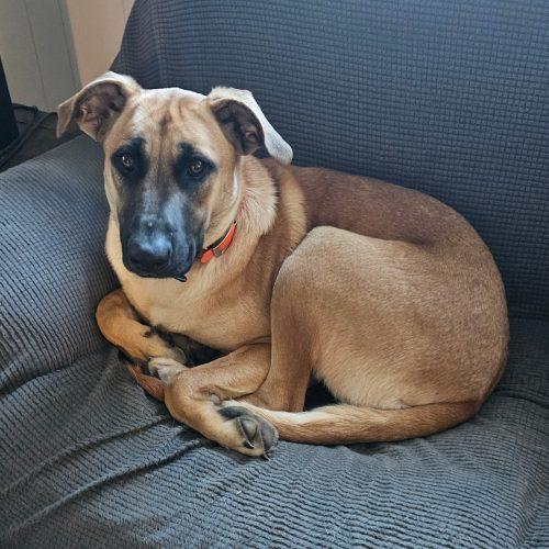Ginger, Adoptable, Young Female Labrador Retriever & Mixed Breed.
