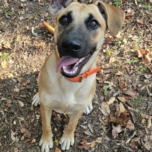 Ginger, Adoptable, Young Female German Shepherd Dog & Labrador Retriever.