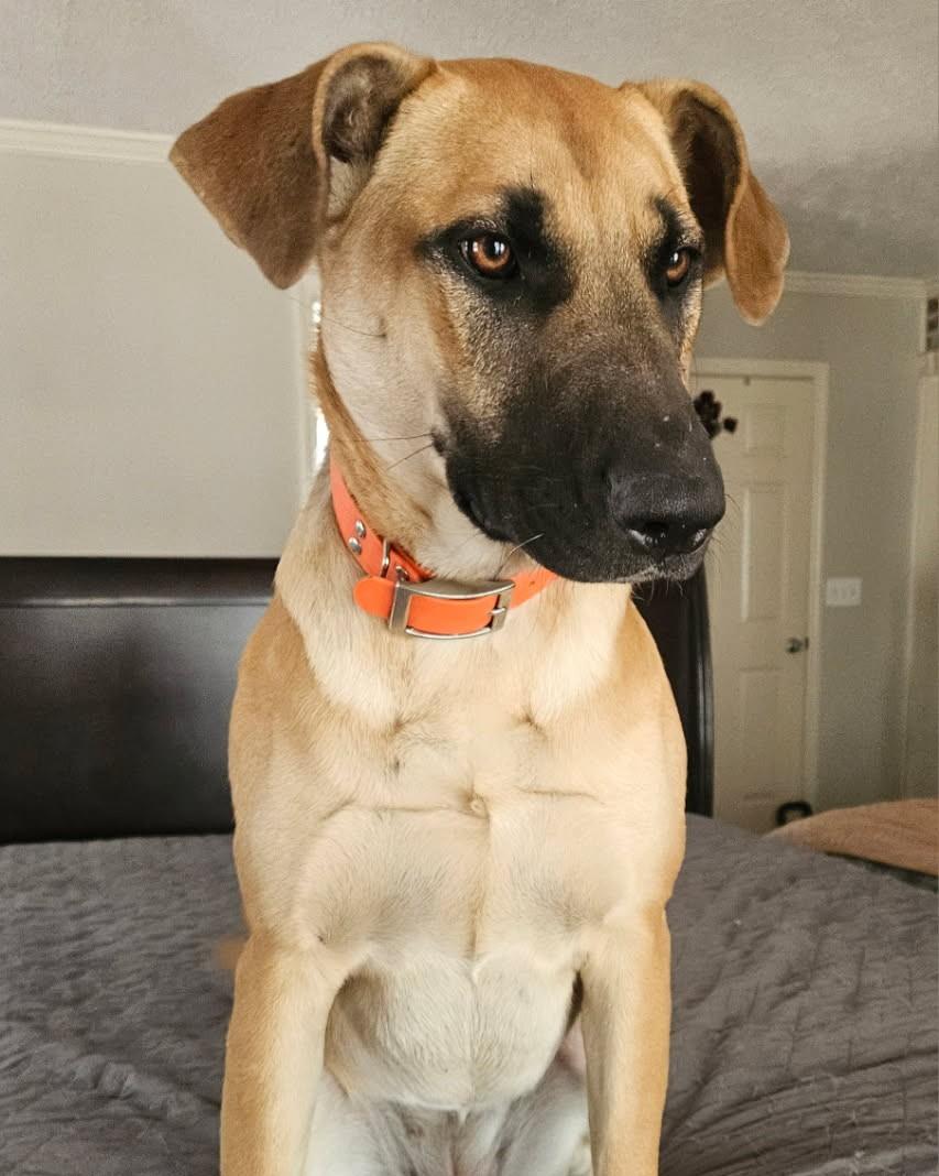 Enlarge Ginger, a Adoptable mixed breed in Leesburg, AL image 3/5