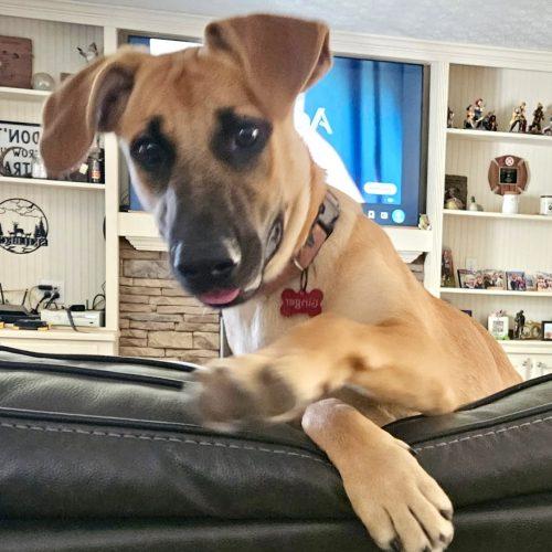 Enlarge Ginger, a Adoptable mixed breed in Leesburg, AL image 5/5