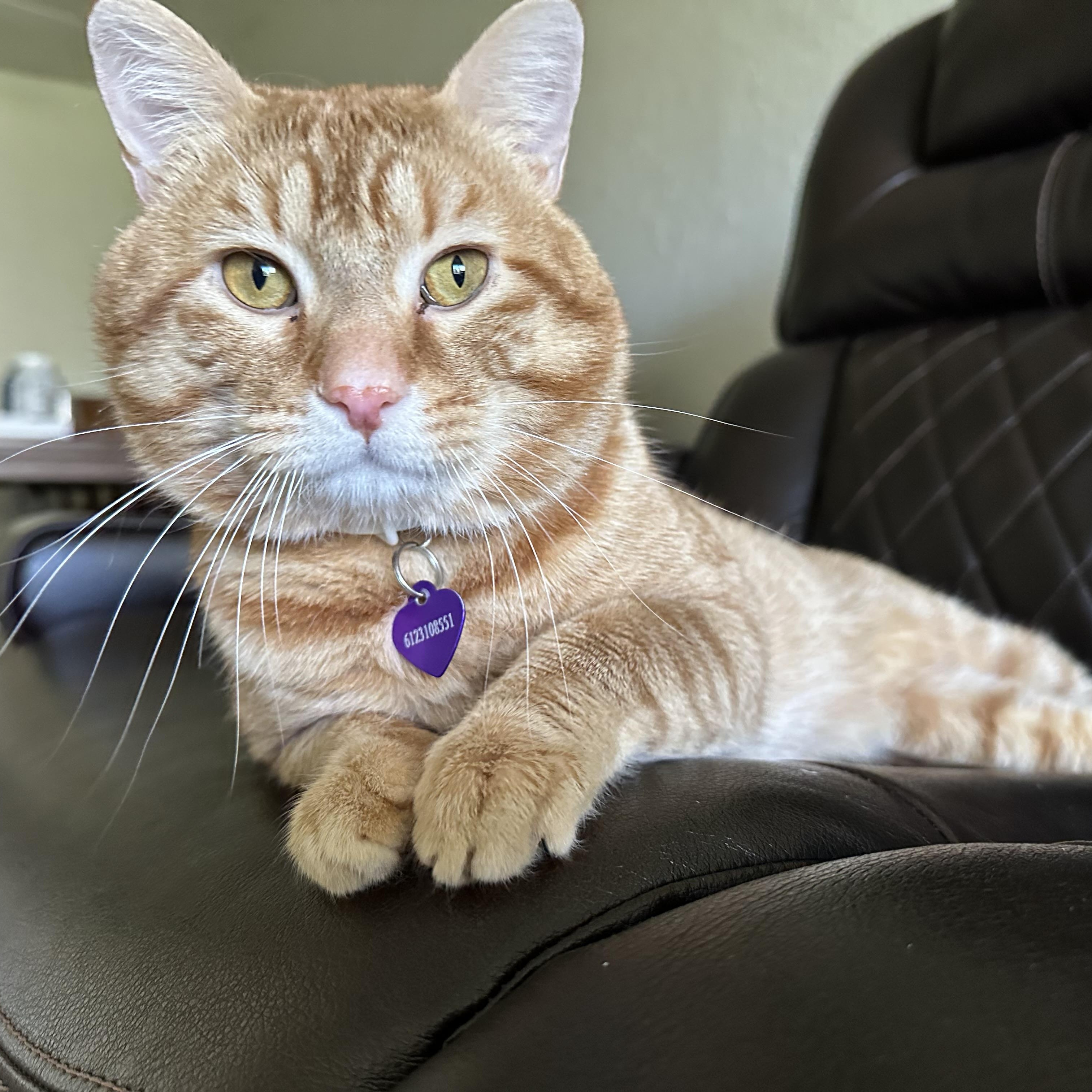 Enlarge Picasso, an adoptable Domestic Short Hair in Minneapolis, MN image 5/6