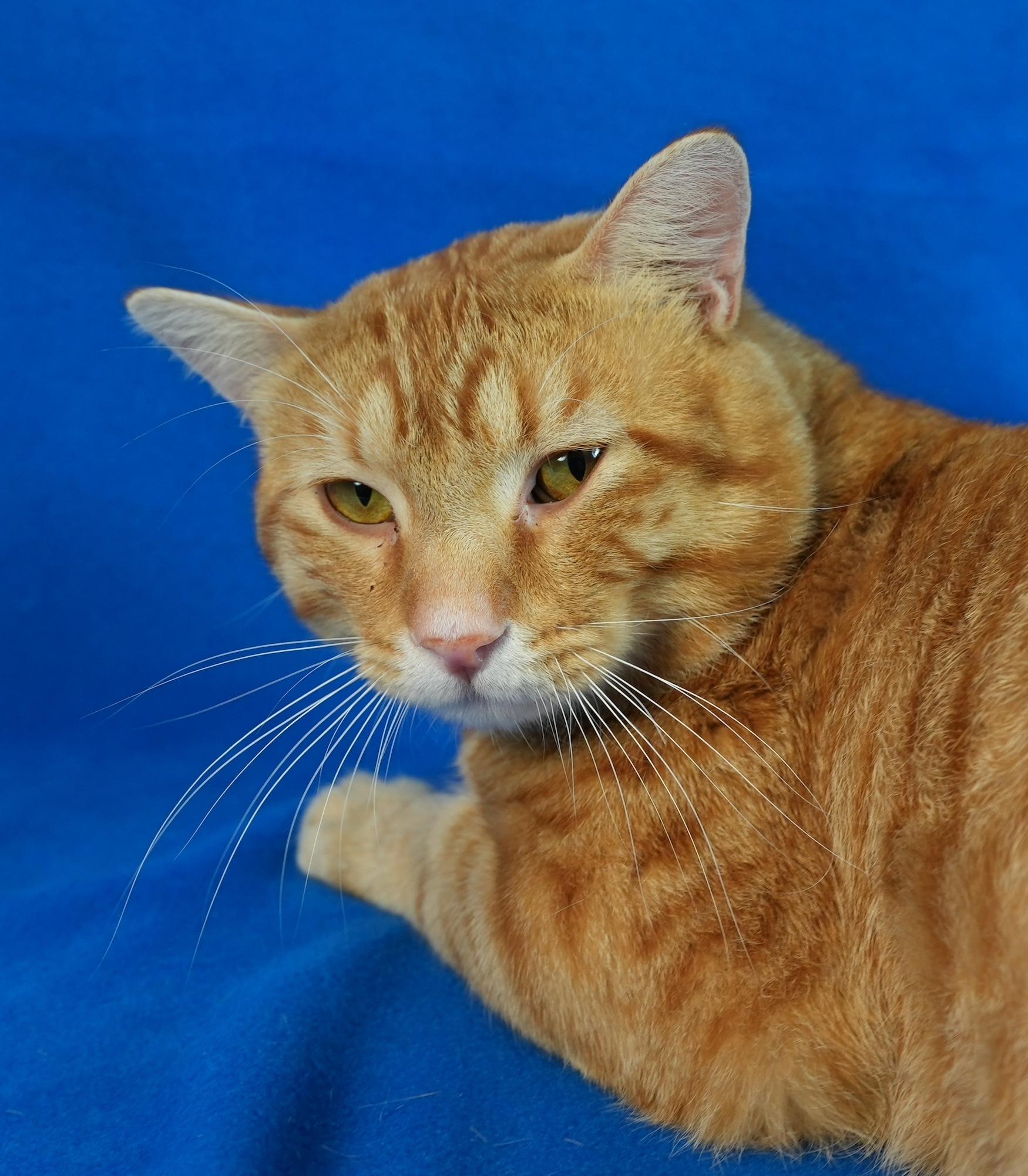 Enlarge Picasso, an adoptable Domestic Short Hair in Minneapolis, MN image 1/1