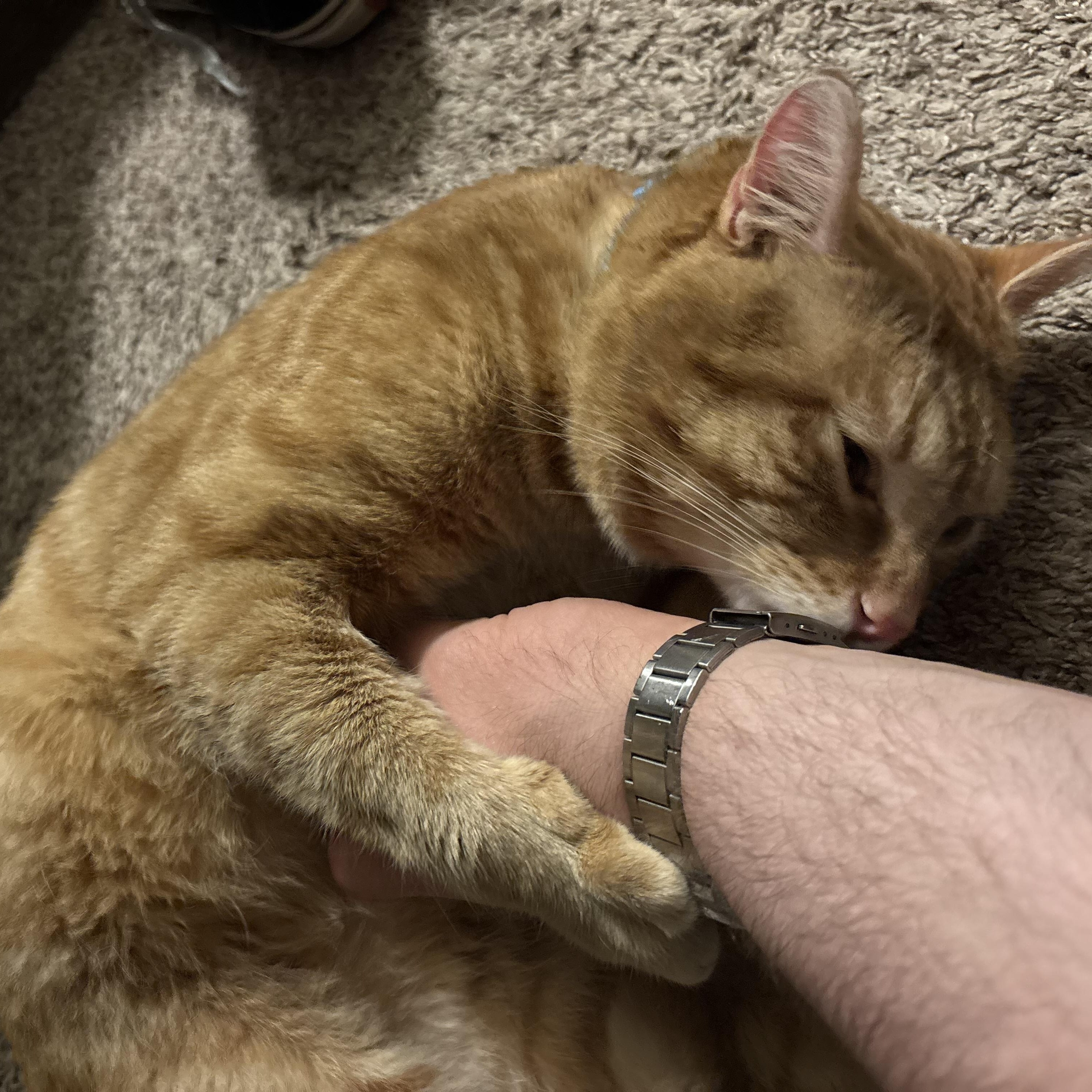 Enlarge Picasso, an adoptable Domestic Short Hair in Minneapolis, MN image 4/6
