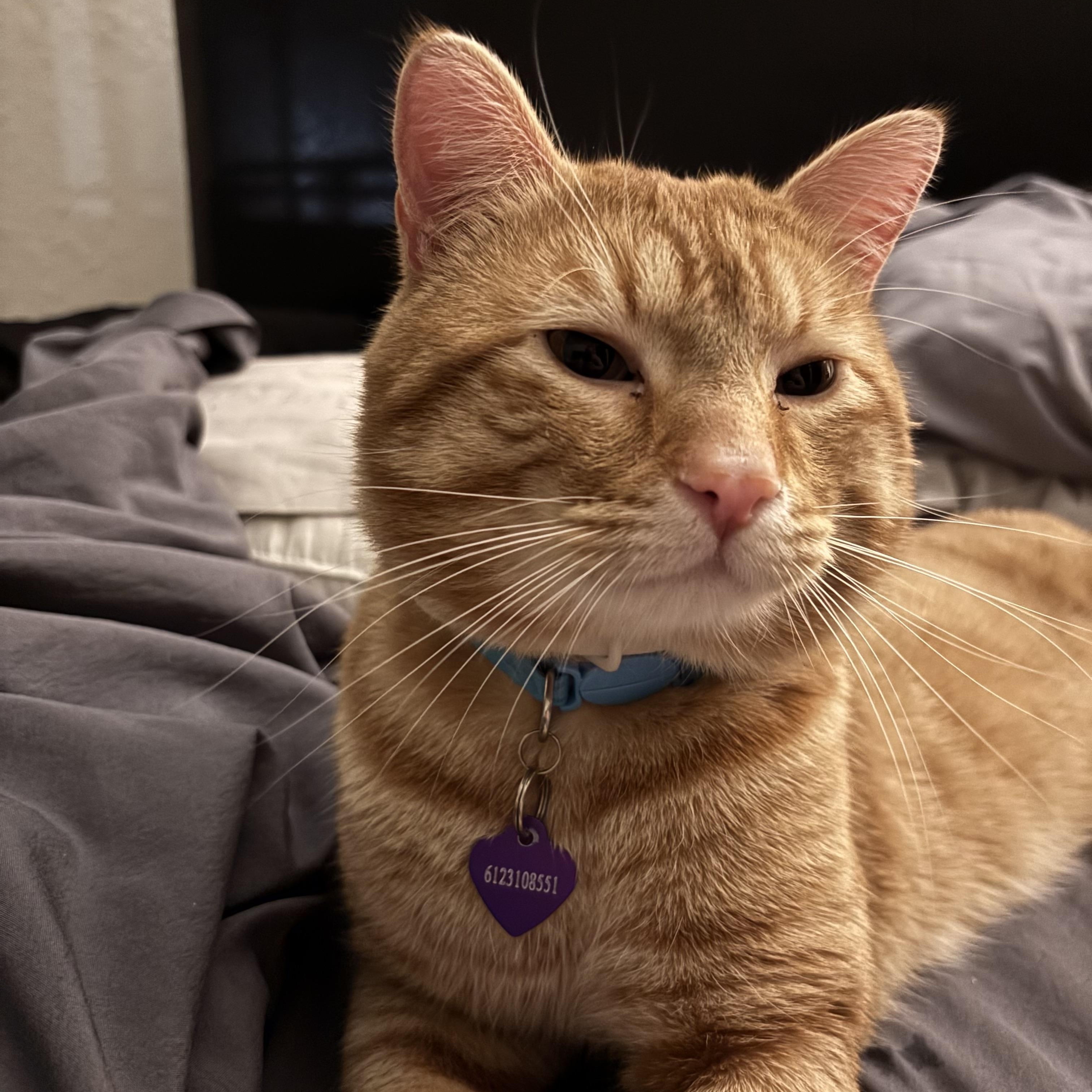 Picasso, adoptable, Adult Male Domestic Short Hair.