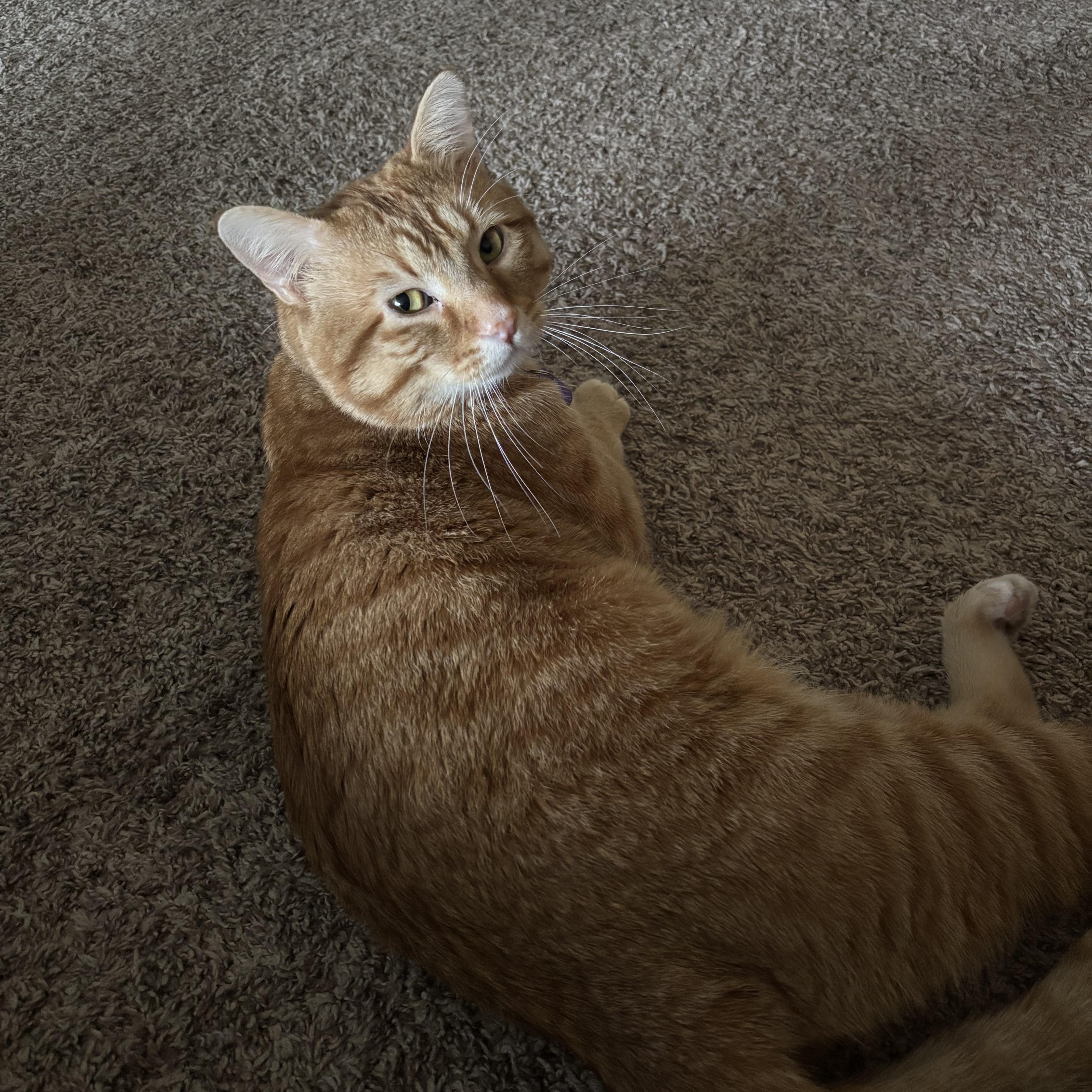 Enlarge Picasso, an adoptable Domestic Short Hair in Minneapolis, MN image 3/6