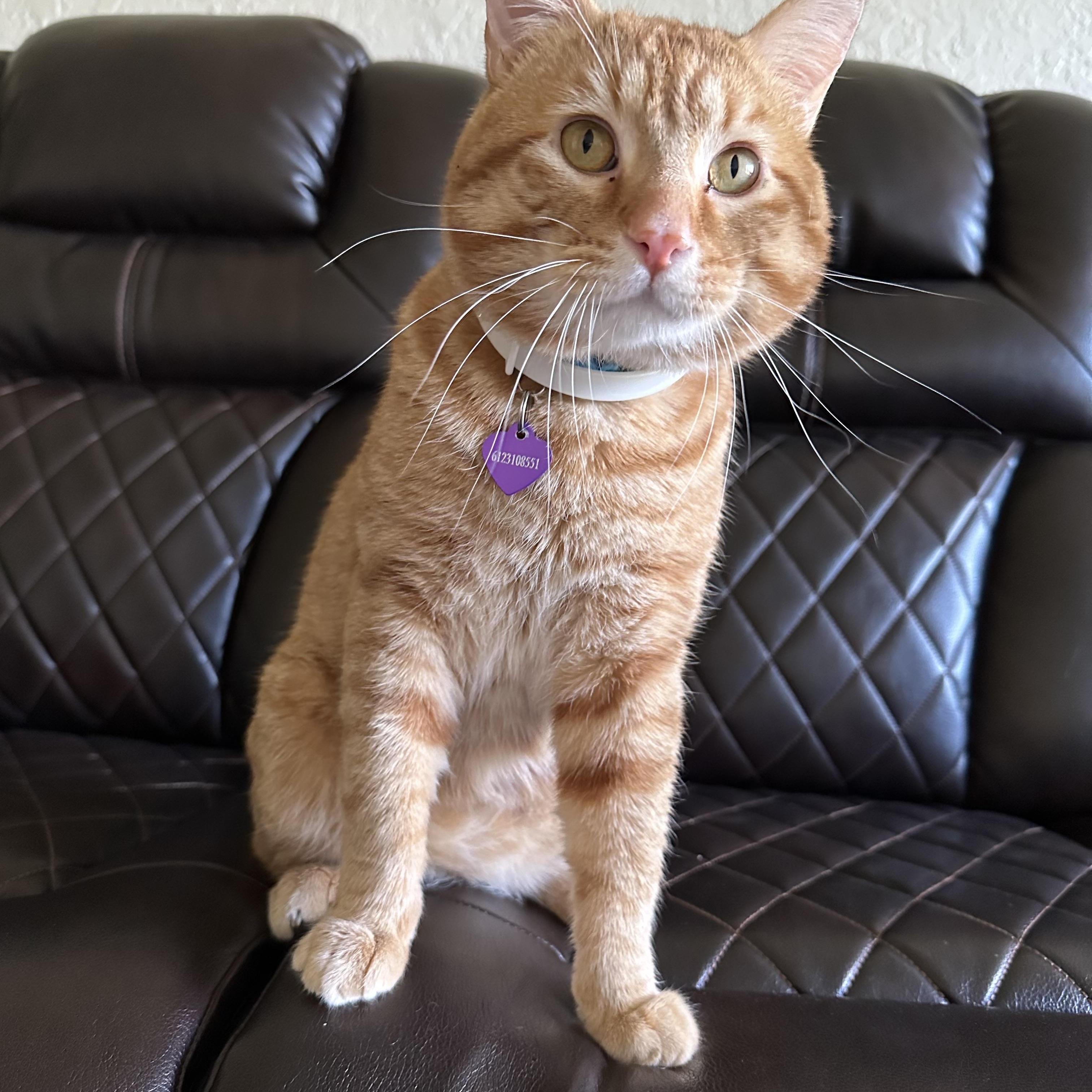 Enlarge Picasso, an adoptable Domestic Short Hair in Minneapolis, MN image 6/6