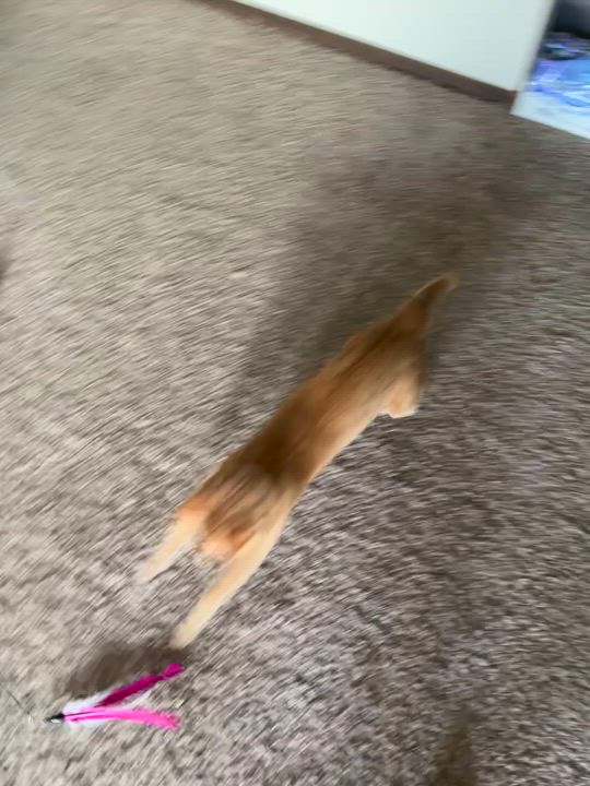 Enlarge Picasso, an adoptable Domestic Short Hair in Minneapolis, MN video 2/6