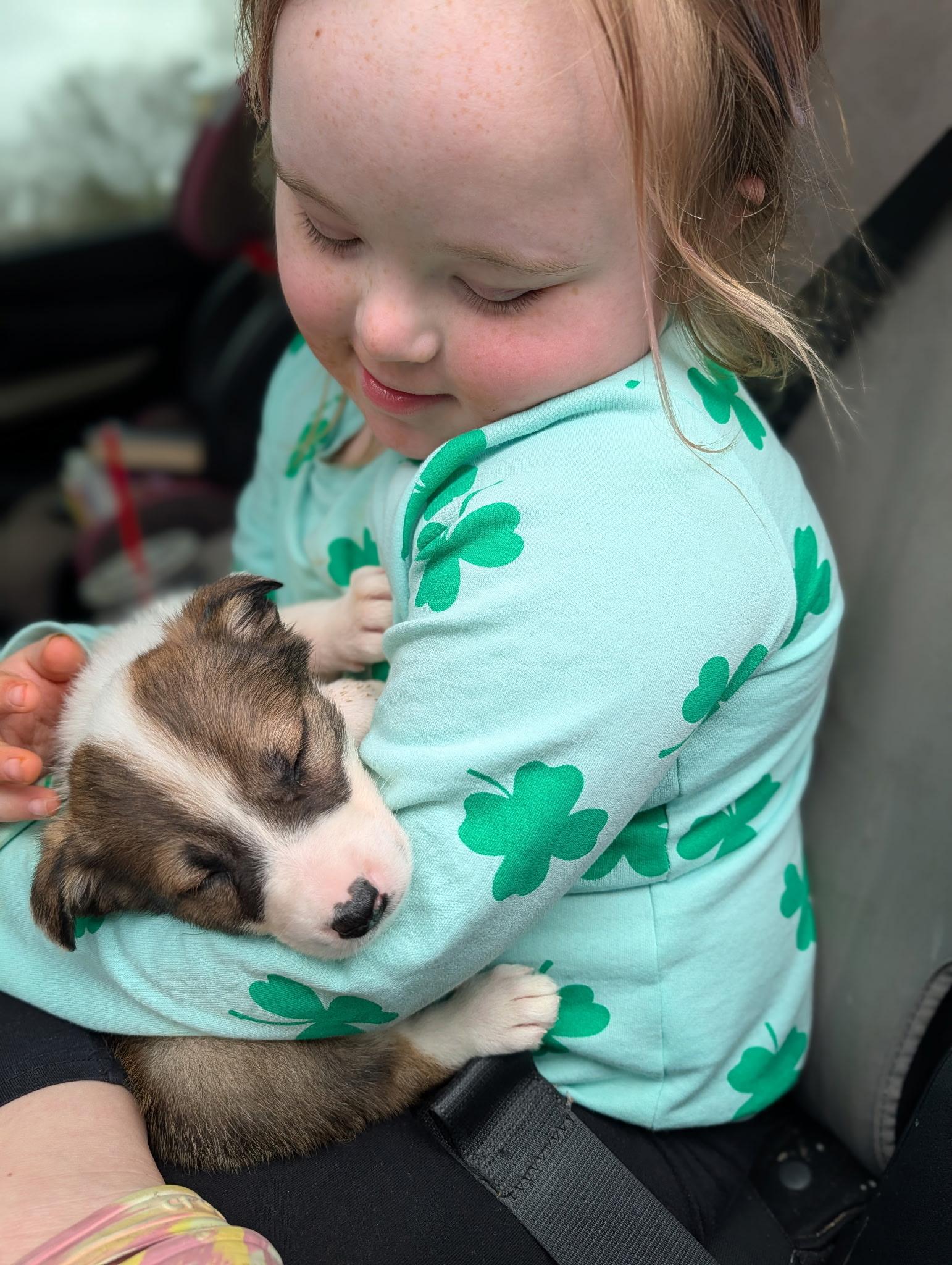 Enlarge Pudge, an adopted mixed breed in Byron, IL image 4/4