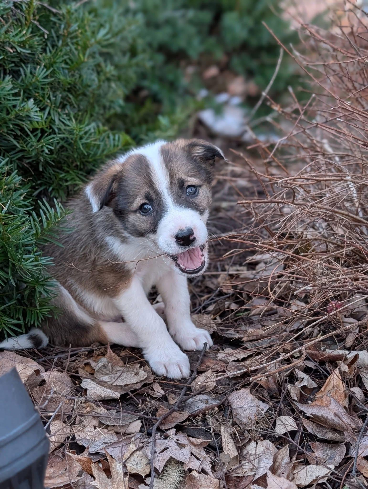 Pudge, adopted, Puppy Male Border Collie.