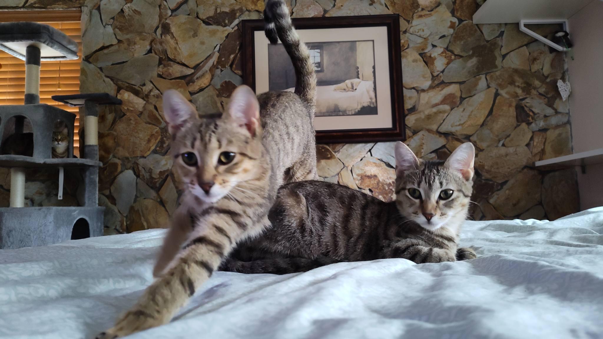 Enlarge Tinsel, a Adoptable American Shorthair in Sunrise, FL image 5/6