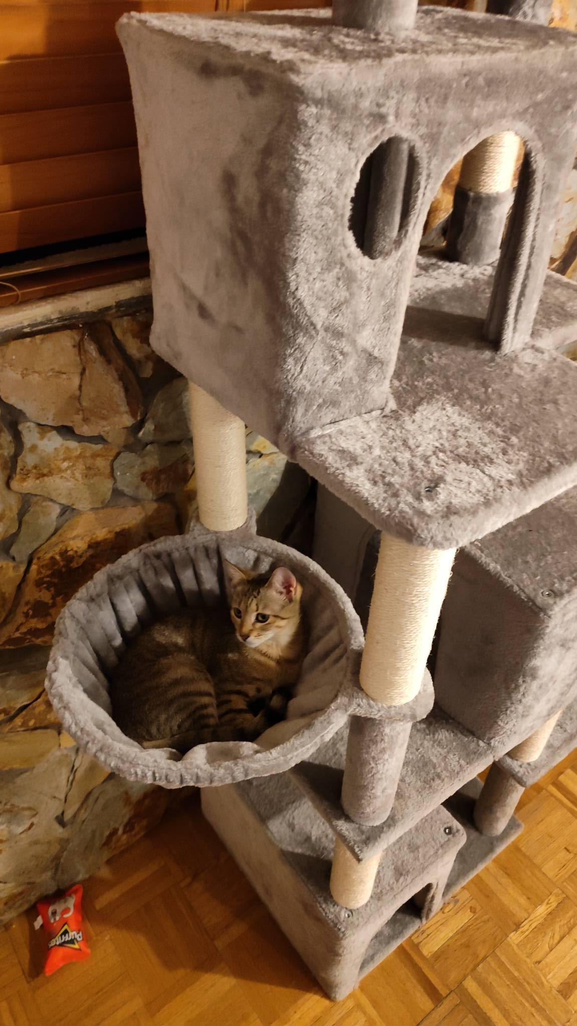 Enlarge Tinsel, a Adoptable American Shorthair in Sunrise, FL image 4/6