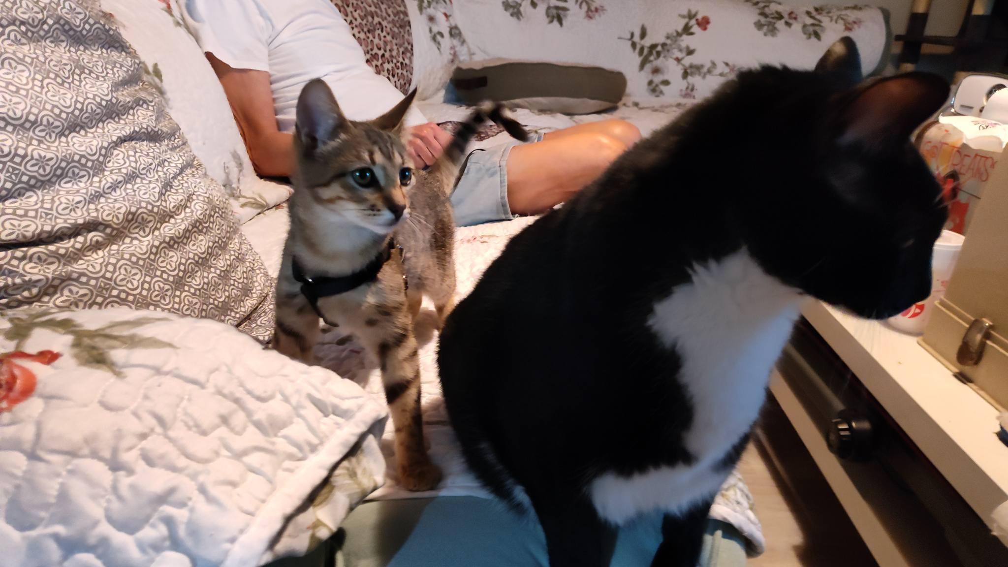 Enlarge Tinsel, a Adoptable American Shorthair in Sunrise, FL image 6/6