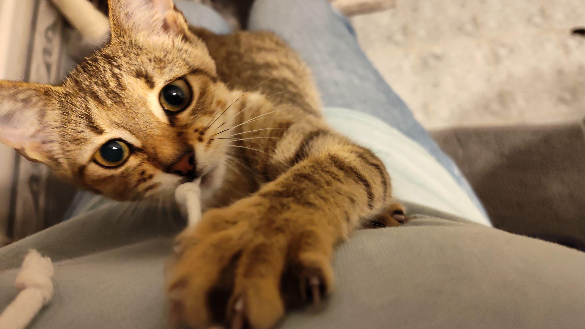 Tinsel, Adoptable, Kitten Female American Shorthair.