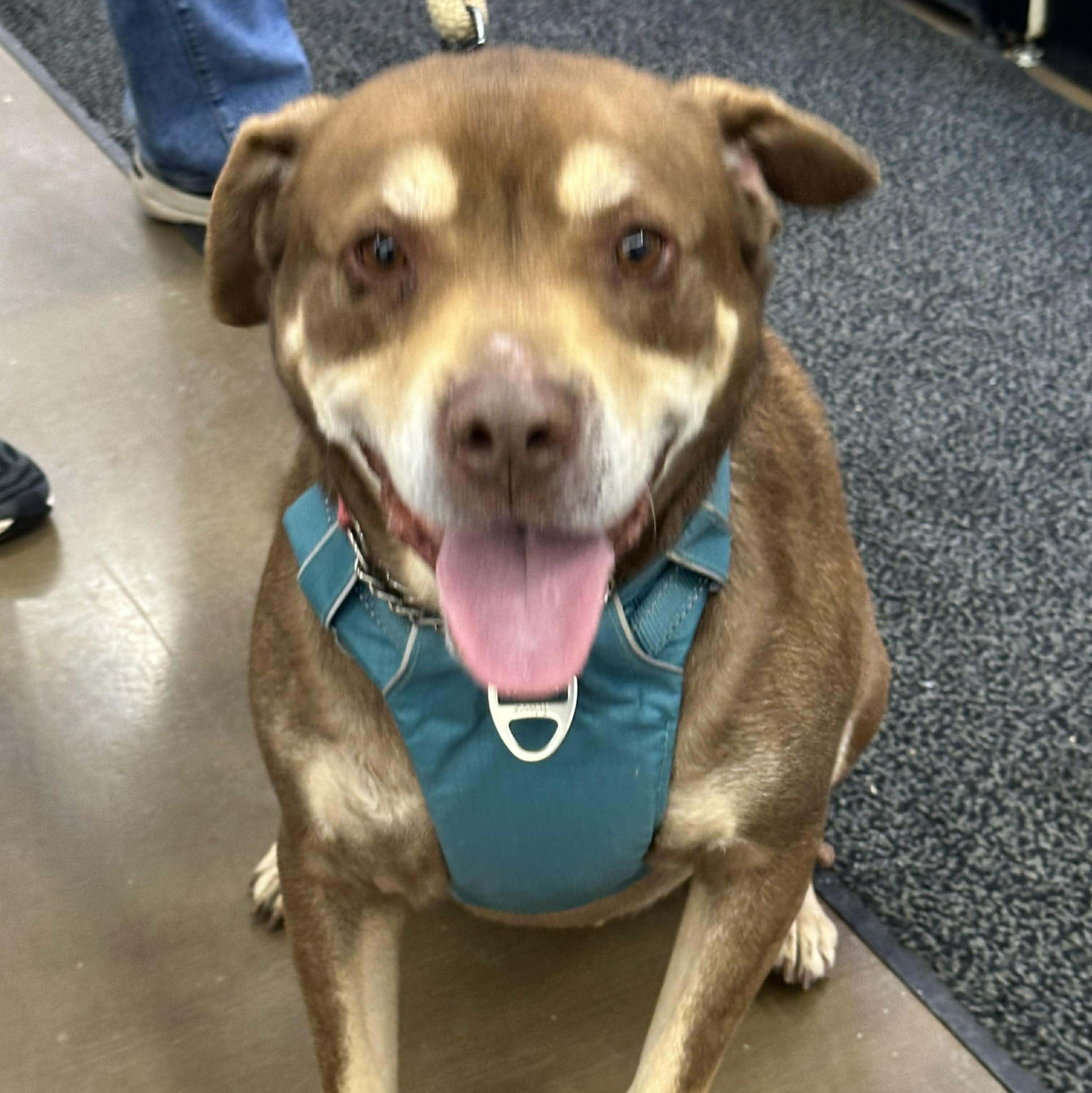 Rowdy, Adoptable, Adult Male Chesapeake Bay Retriever & Rottweiler.