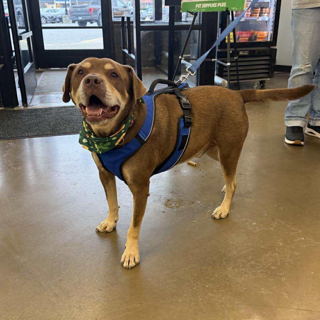 Rowdy, a Adoptable mixed breed in Plain City, OH image 1/4