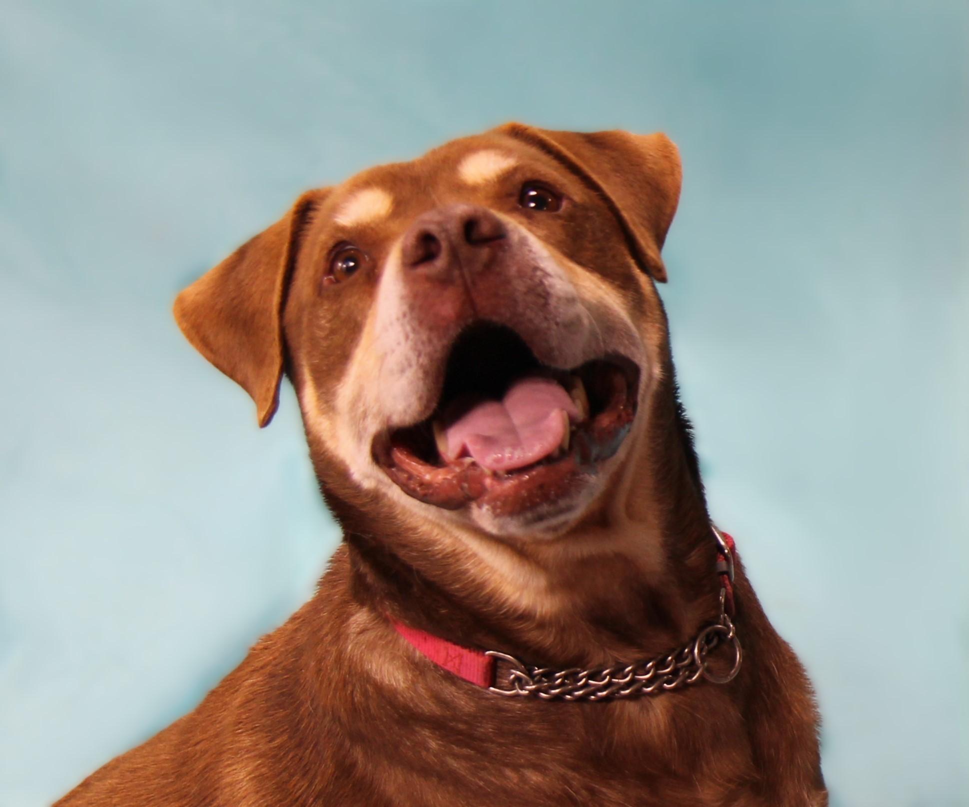 Rowdy, a Adoptable mixed breed in Plain City, OH image 2/4