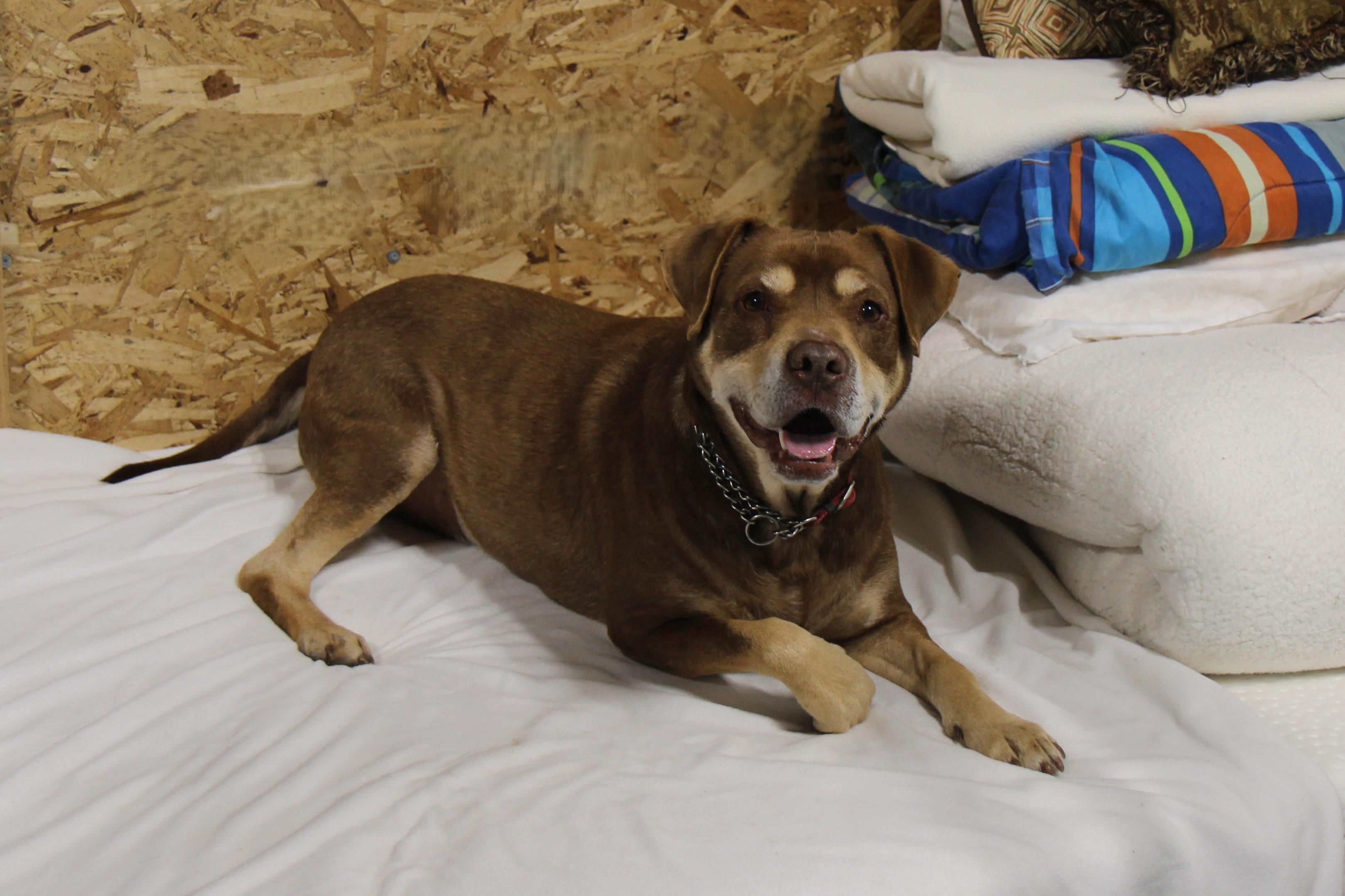 Rowdy, a Adoptable mixed breed in Plain City, OH image 4/6