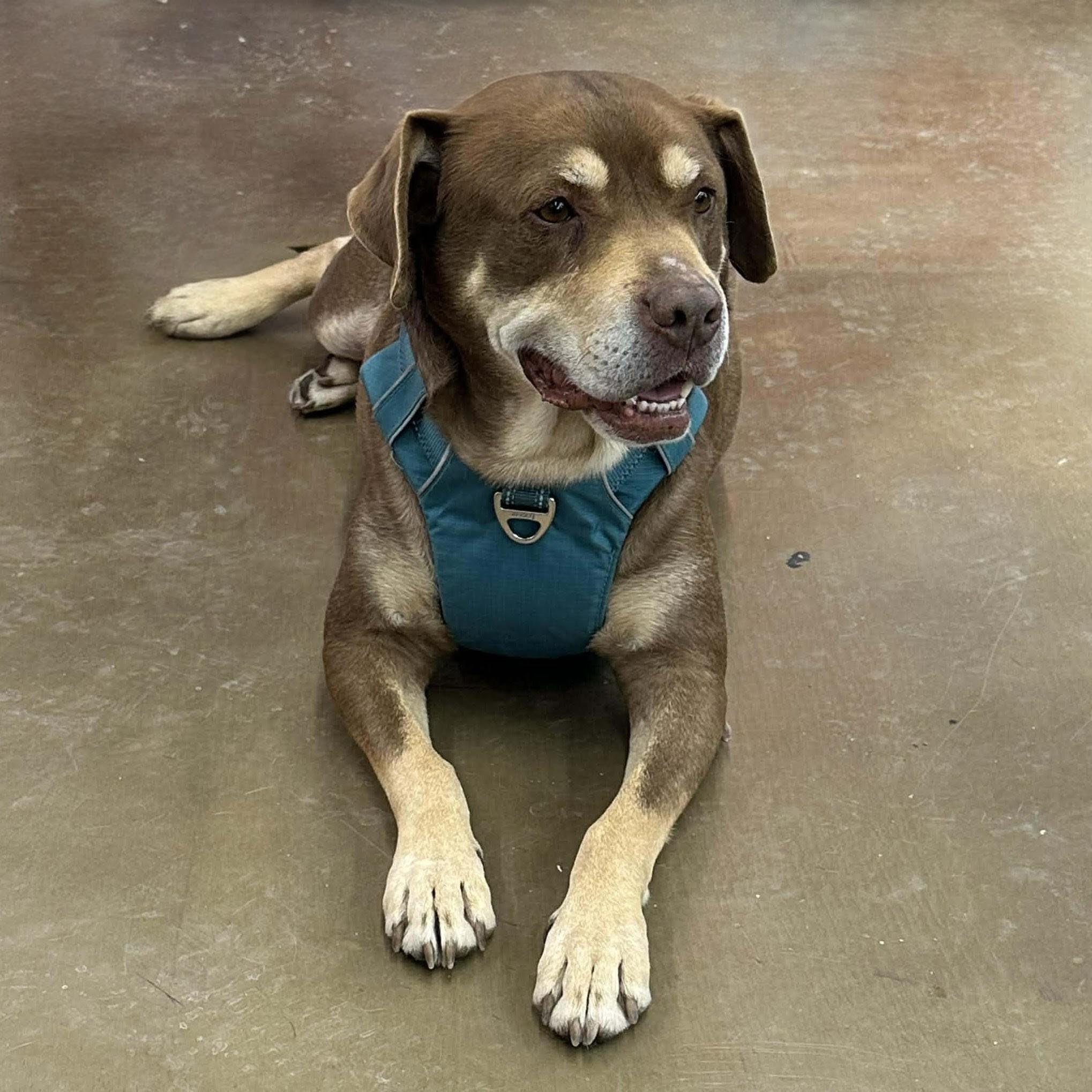 Rowdy, a Adoptable mixed breed in Plain City, OH image 3/4