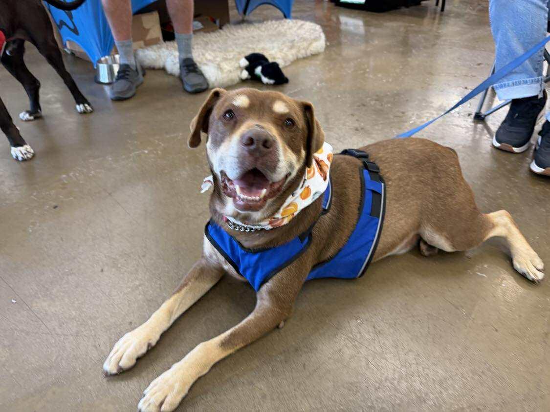 Rowdy, a Adoptable mixed breed in Plain City, OH image 4/4