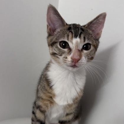 Enlarge Dale Evans (In Foster Home), a Adoptable mixed breed in Tinley Park, IL image 1/1
