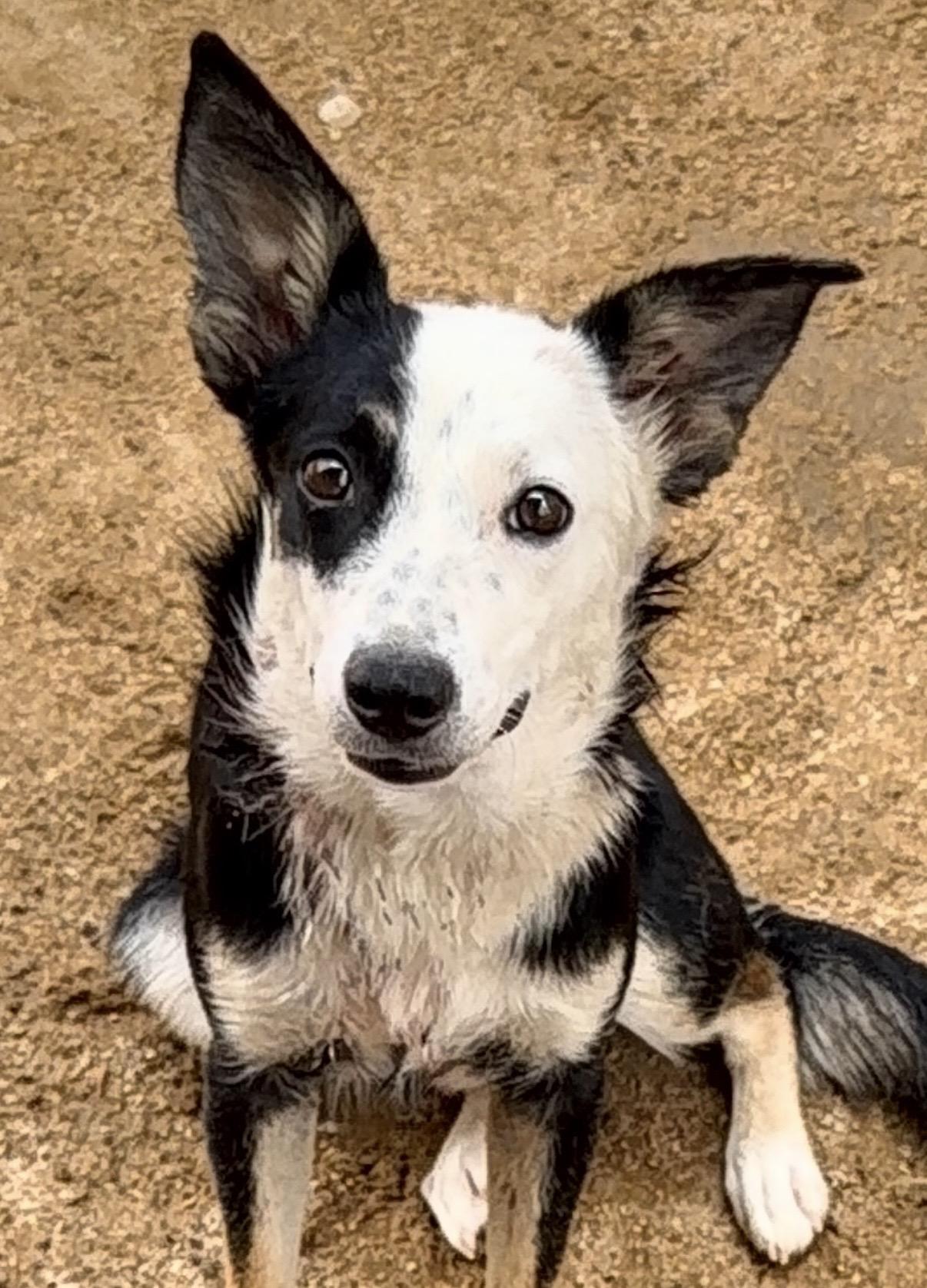 Ivy, Adoptable, Young Female Border Collie.