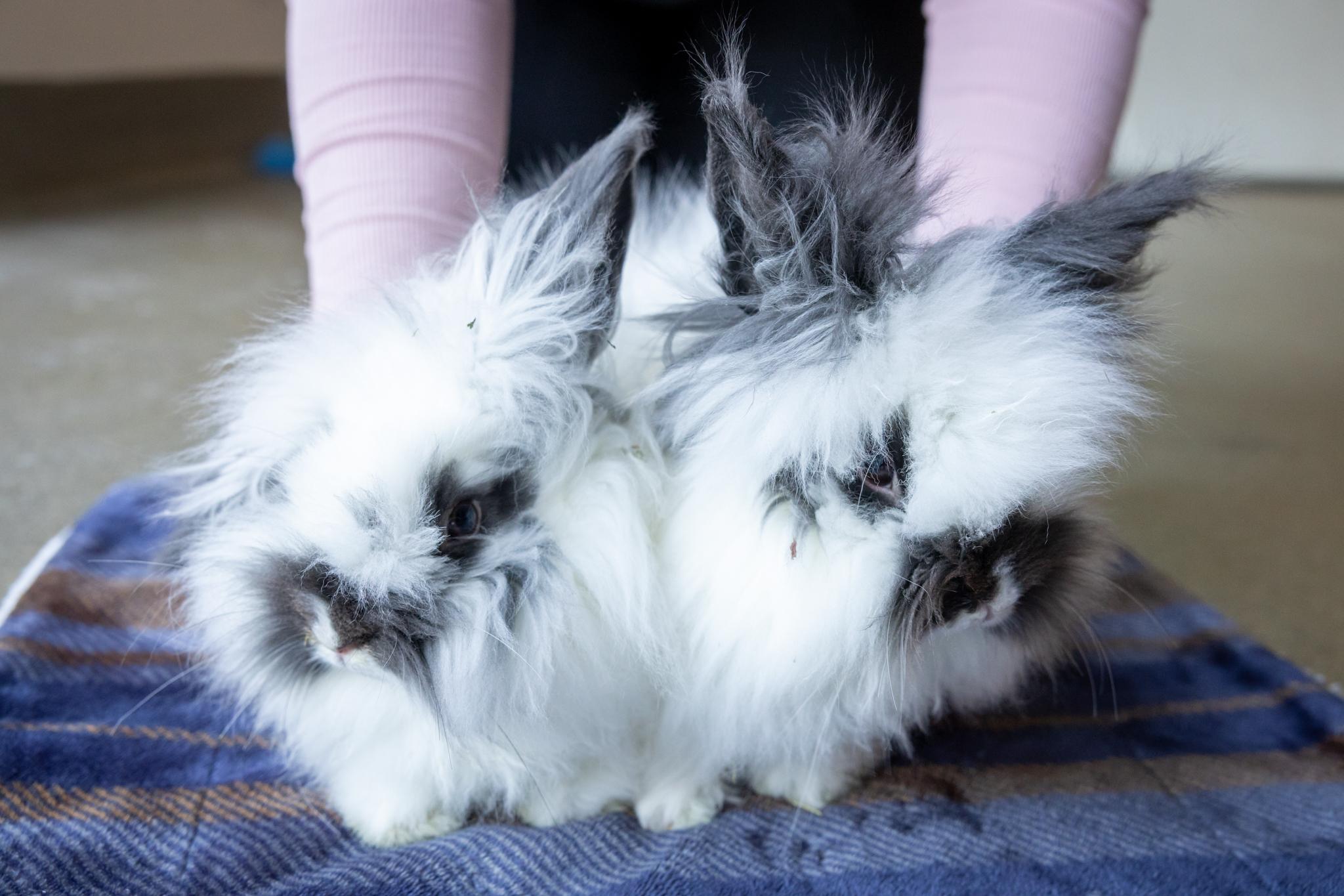 Bink & Bop, a ADOPTABLE mixed breed in Hamilton, ON image 1/3