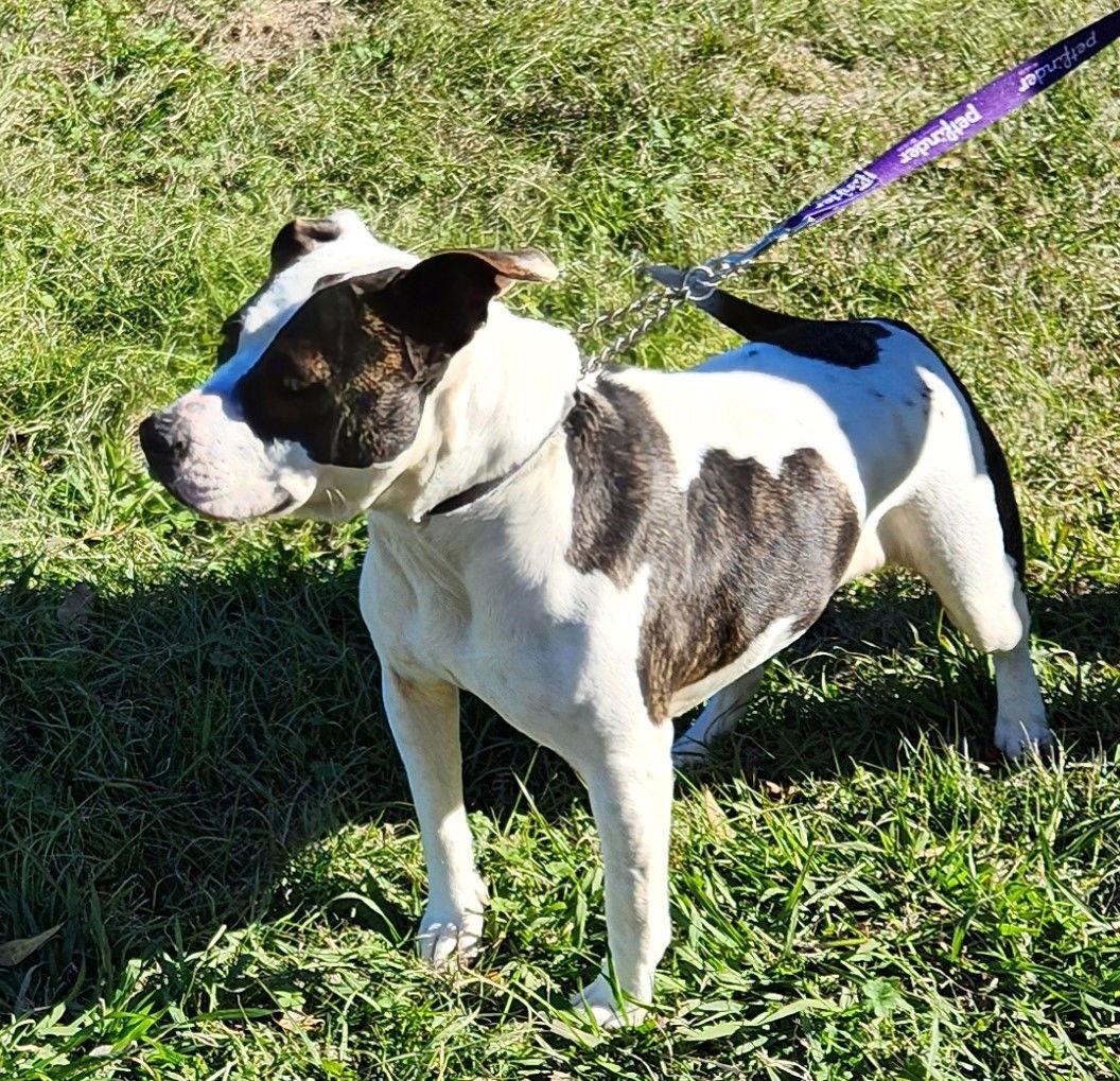 Enlarge Henrietta, a Adoptable Pit Bull Terrier in Lafayette, LA image 1/3