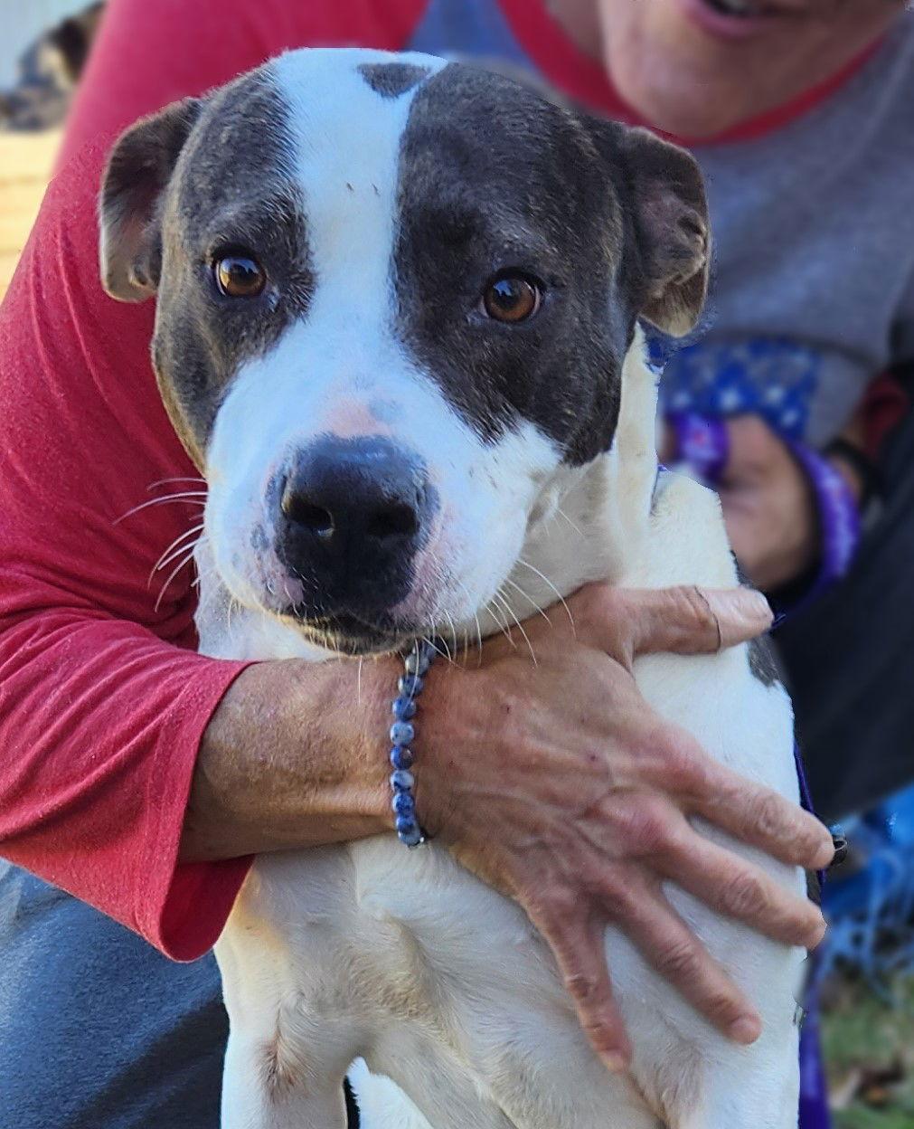 Enlarge Henrietta, a Adoptable Pit Bull Terrier in Lafayette, LA image 2/3