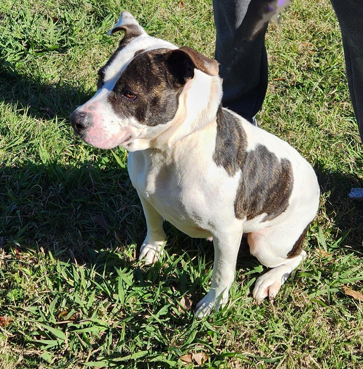 Enlarge Henrietta, a Adoptable Pit Bull Terrier in Lafayette, LA image 3/3