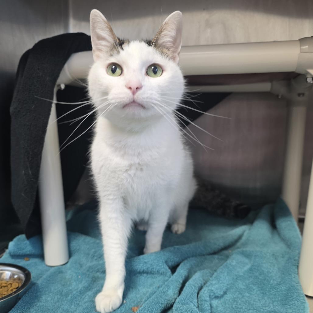 Meadowhawk, Adoptable, Senior Male Domestic Short Hair.
