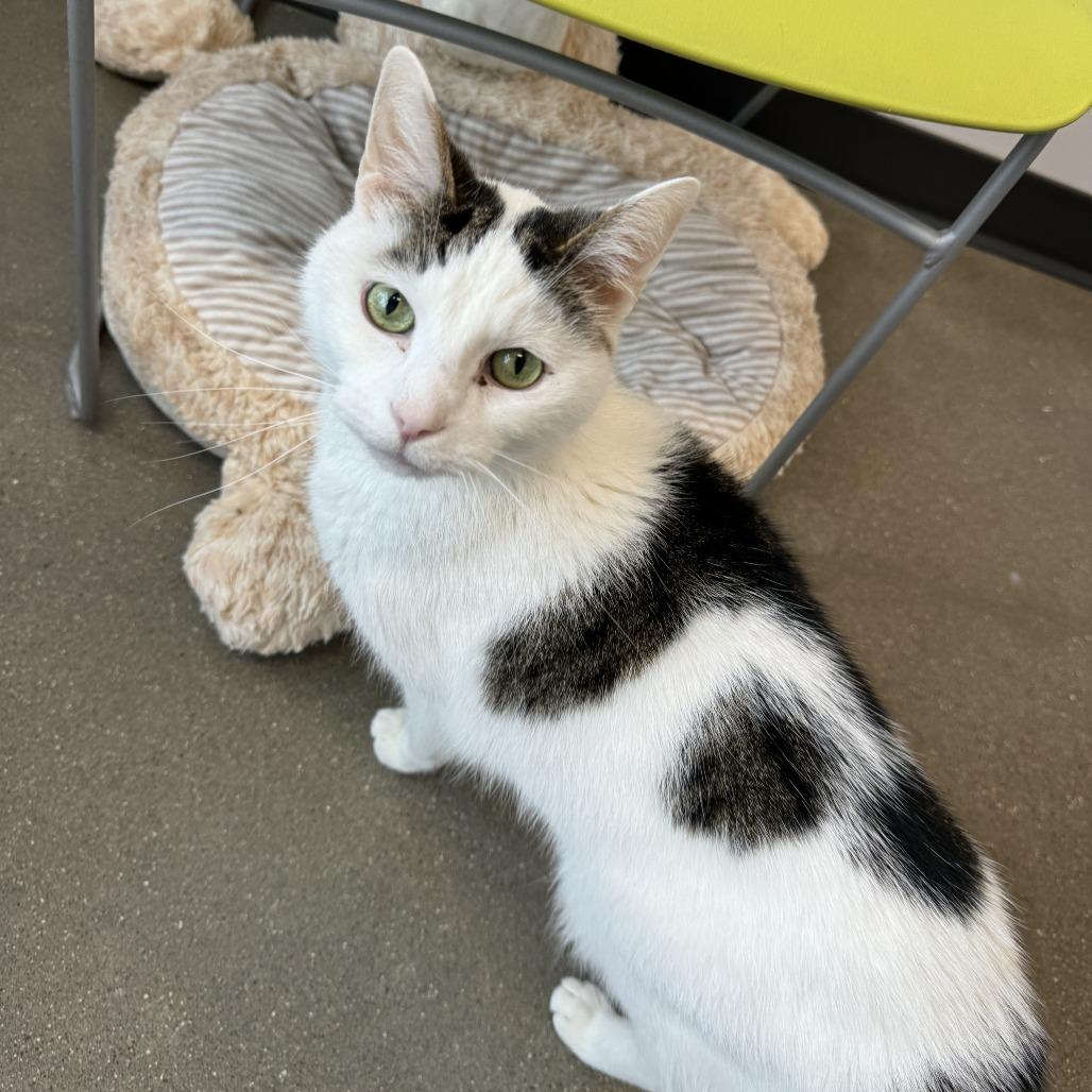 Enlarge Meadowhawk, a Adoptable Domestic Short Hair in Fort Wayne, IN image 2/6