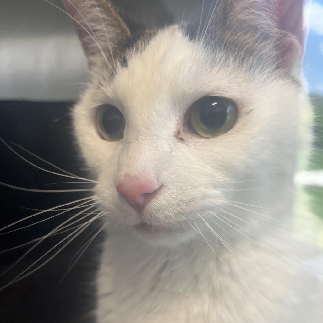 Enlarge Meadowhawk, a Adoptable Domestic Short Hair in Fort Wayne, IN image 3/6