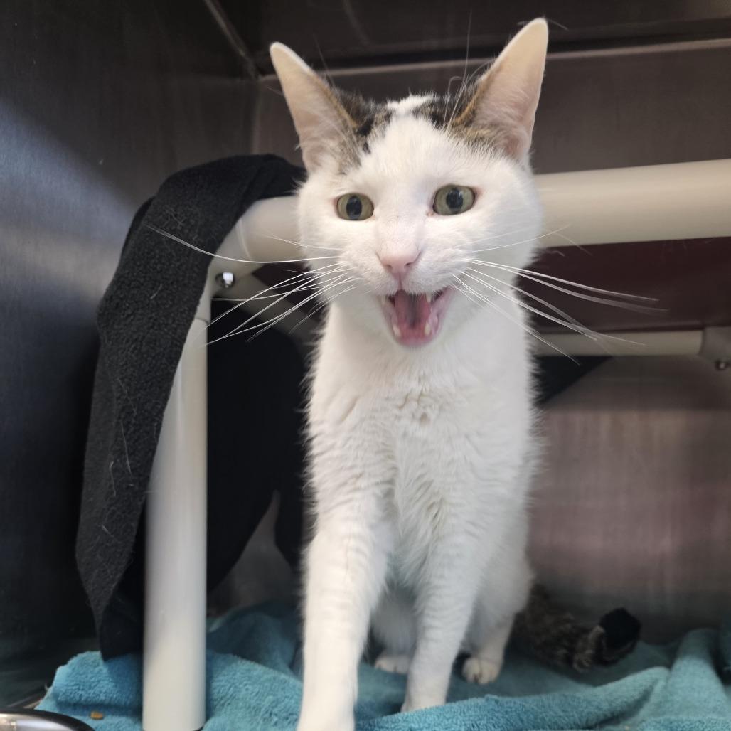 Enlarge Meadowhawk, a Adoptable Domestic Short Hair in Fort Wayne, IN image 4/6