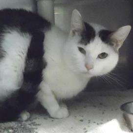 Enlarge Meadowhawk, a Adoptable Domestic Short Hair in Fort Wayne, IN image 5/6