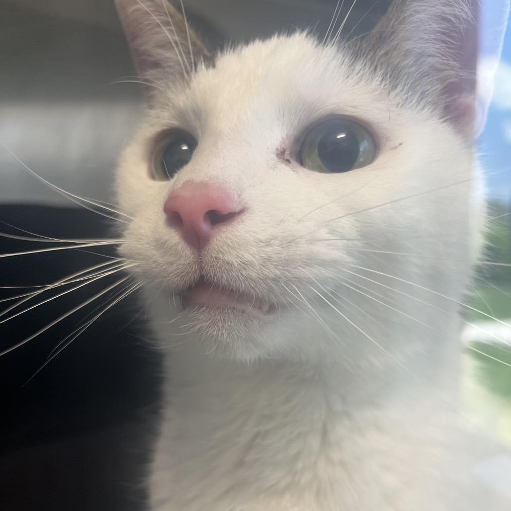 Enlarge Meadowhawk, a Adoptable Domestic Short Hair in Fort Wayne, IN image 6/6