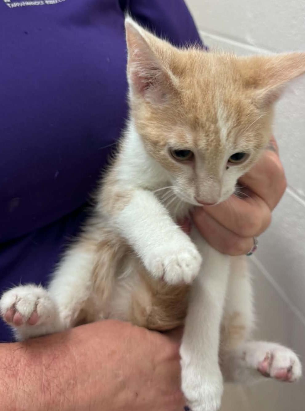 casper, Adoptable, Kitten Male Domestic Short Hair.