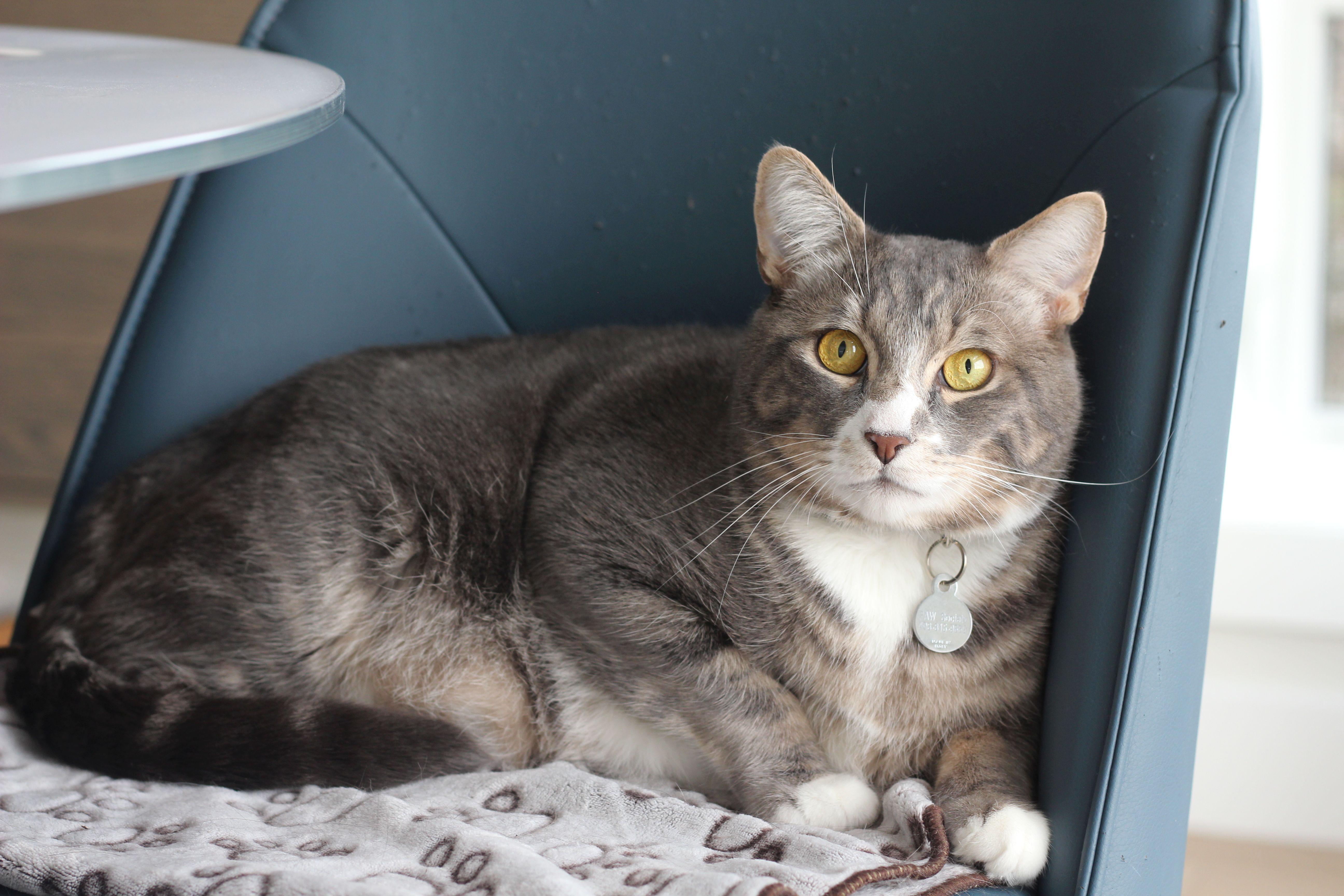 Graeme, Adoptable, Adult Male Domestic Short Hair & Tabby.