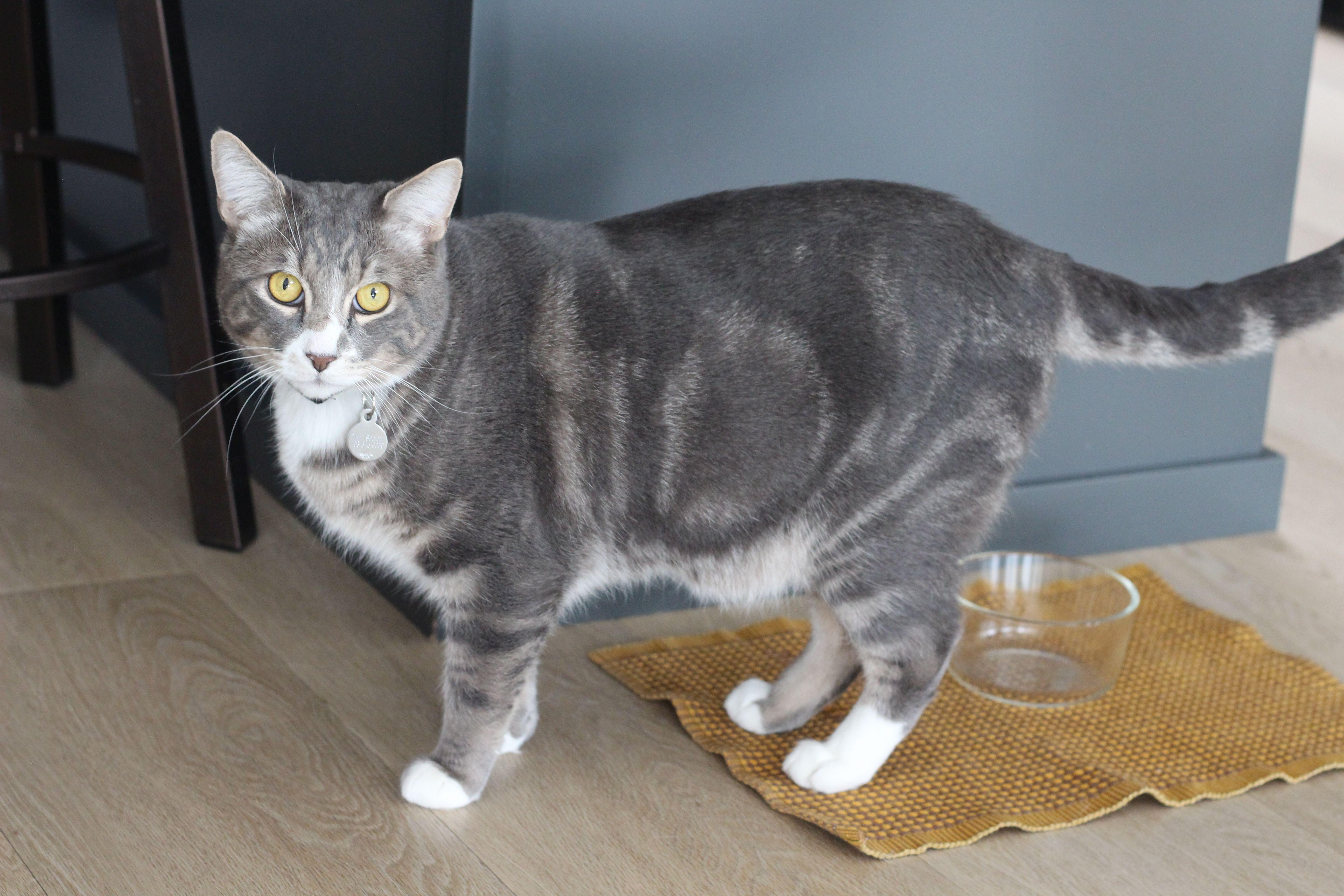 Enlarge Graeme, a Adoptable mixed breed in Lethbridge, AB image 2/2