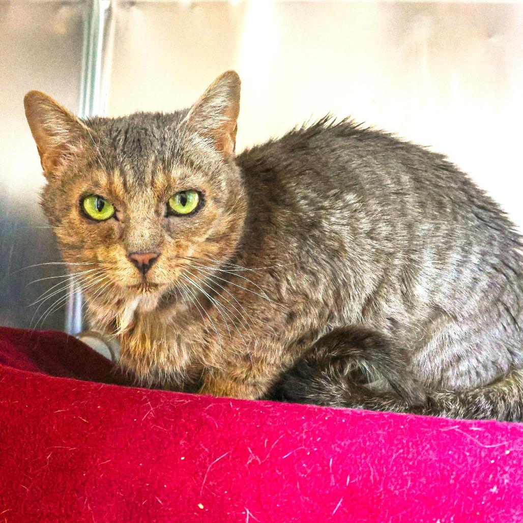 Alice, Adoptable, Adult Female Domestic Short Hair.