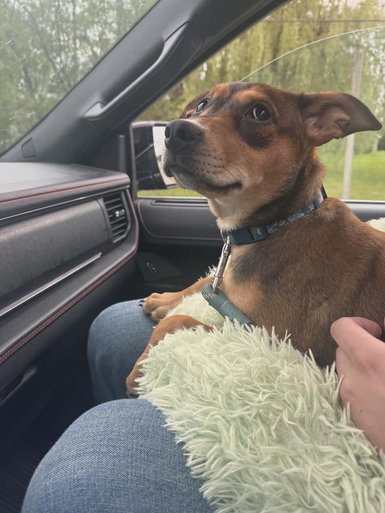 Enlarge River the gorgeous mixed breed pup, a Adoptable mixed breed in Muskego, WI image 2/3